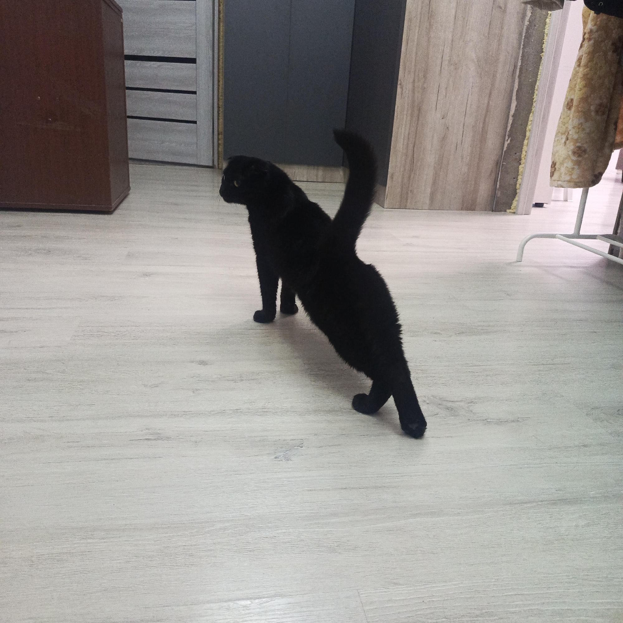 An indoor photograph captures a sleek black cat stretching on a light-colored, wood-textured floor. The cat is positioned in the center, facing towards the left side of the frame, with its front paws extended forward and its hind legs stretched out behind, characteristic of a "play bow" or a deep stretch. Its tail is raised high and curled. The cat's fur is uniformly black, and a glimpse of its yellow eye can be seen on its left side.
The background features various domestic elements. To the left, a dark brown, upright wooden cabinet or piece of furniture stands. Behind it, a light gray door with horizontal panels is visible, followed by a darker gray wall or cabinet. On the right, a light-colored wooden panel or door stands partly open, revealing some construction material, possibly insulation foam, along its edge. Partially visible on the far right is a white metal rack or stand, with a patterned, light-colored fabric hanging from it.
The floor, which occupies a significant portion of the image, is a light greyish-beige, laminate or vinyl with a subtle wood grain pattern. The lighting in the room is even and bright, suggesting an interior setting during daytime or with good artificial illumination. No people are visible, nor is any text. The scene depicts a common domestic moment of a pet stretching in what is a home environment in Марковский, Russia.