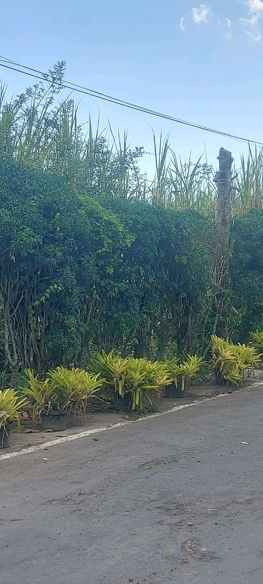 The image depicts a roadside scene featuring a dense green hedge with tall grass or bamboo-like plants behind it, reaching towards a blue sky with scattered clouds. In the foreground, a row of potted plants with yellow-green, spiky leaves lines the edge of an asphalt road. The road surface shows signs of wear and tear, with visible potholes. To the right of the hedge, a weathered, broken wooden post stands prominently, wrapped with some sort of twine or wire. Power lines are visible stretching across the sky above the vegetation. The overall impression is that of a rural or semi-urban roadside in Malang, Indonesia, characterized by abundant greenery and a weathered road.
