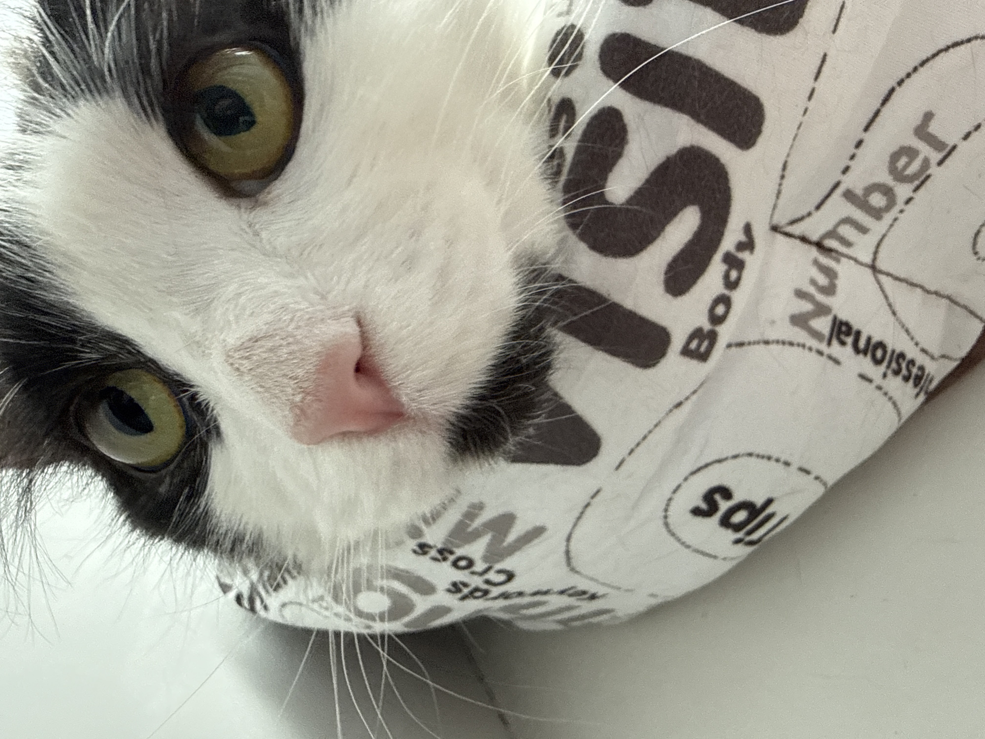 A close-up, slightly tilted image features a white and grey tuxedo cat, likely indoors. The cat's face is prominent, with bright yellow-green eyes and a pink nose. The cat is partially covered by a white cloth with black text and shapes, including the words "Body", "Number", "Professional", "Tips", "Keywords", and "Cross". The background is a plain white surface. The image contains no discernible indication of the city of Votkinsk, Russia.