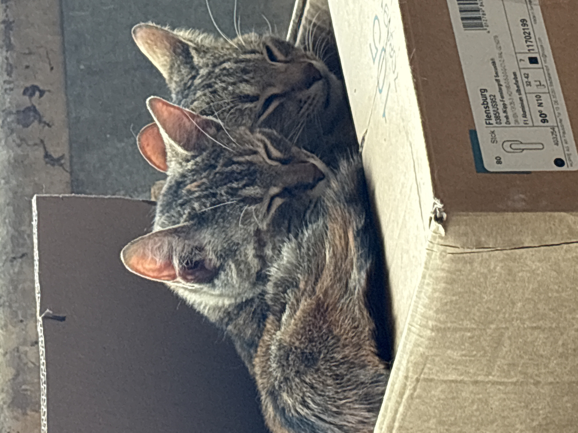 Two tabby cats are sleeping nestled together inside a cardboard box. The box has product information printed on it, including "Flensburg" and the alphanumeric code "0385/US952." No location is visible to indicate Struma, Bulgaria.