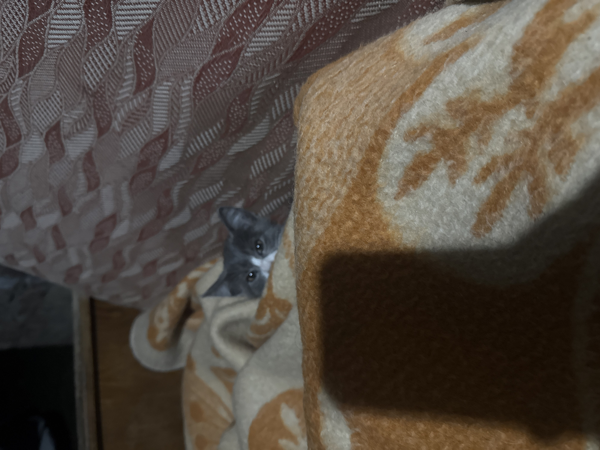 The image shows a grey and white kitten peeking out from under a patterned blanket. The blanket has an orange and cream colored pattern that appears to be floral or abstract. Behind the kitten, another blanket or upholstery with a textured red and white pattern is visible. The setting appears to be indoors, likely a living space, but no specific location in Taganrogsky, Russia can be determined from the image alone. The lighting is dim, suggesting it may be evening or night.