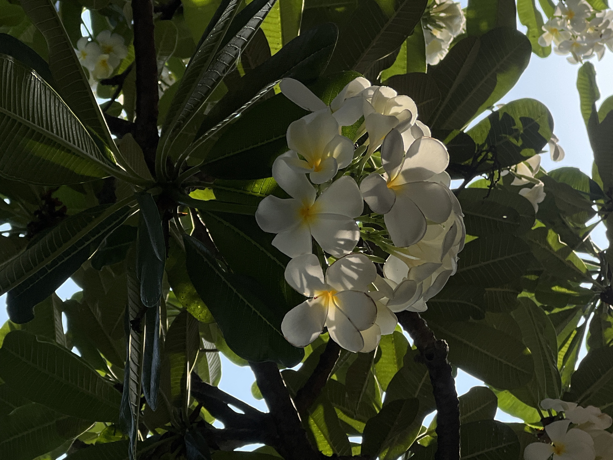 The image depicts a cluster of white plumeria flowers with yellow centers surrounded by green leaves, likely taken under the bright sunlight with blue sky peeking through. The location is likely Nam Nha Trang Ward, Vietnam. No people are visible. The focus is on the plumeria blossoms and leaves.