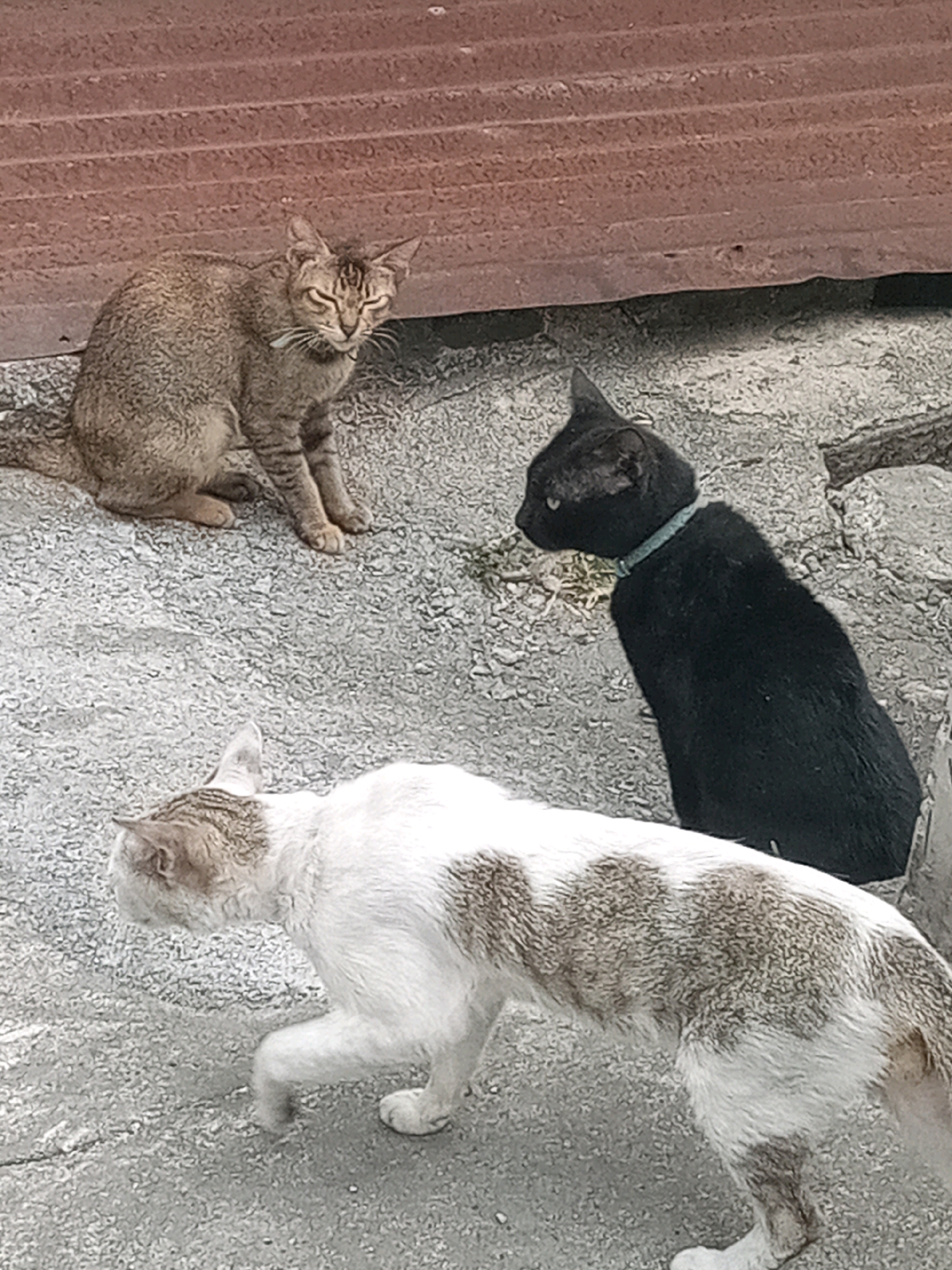 Three cats are in an outdoor environment on a textured, grayish surface, possibly concrete or asphalt, with a corrugated, reddish-brown wall or structure in the background.
A tabby cat is seated on the left, facing right with its eyes narrowed. It has a light blue collar.
A black cat with a light blue collar is seated on the right, facing left and looking towards the tabby cat.
A calico cat, predominantly white with brown patches, is walking from the left foreground towards the right, with its head down and body angled away from the viewer.
The scene appears to be in an urban or semi-urban setting in Bitung, Indonesia, given the architectural elements and the commonality of stray cats in such environments. There are no people visible in the image.