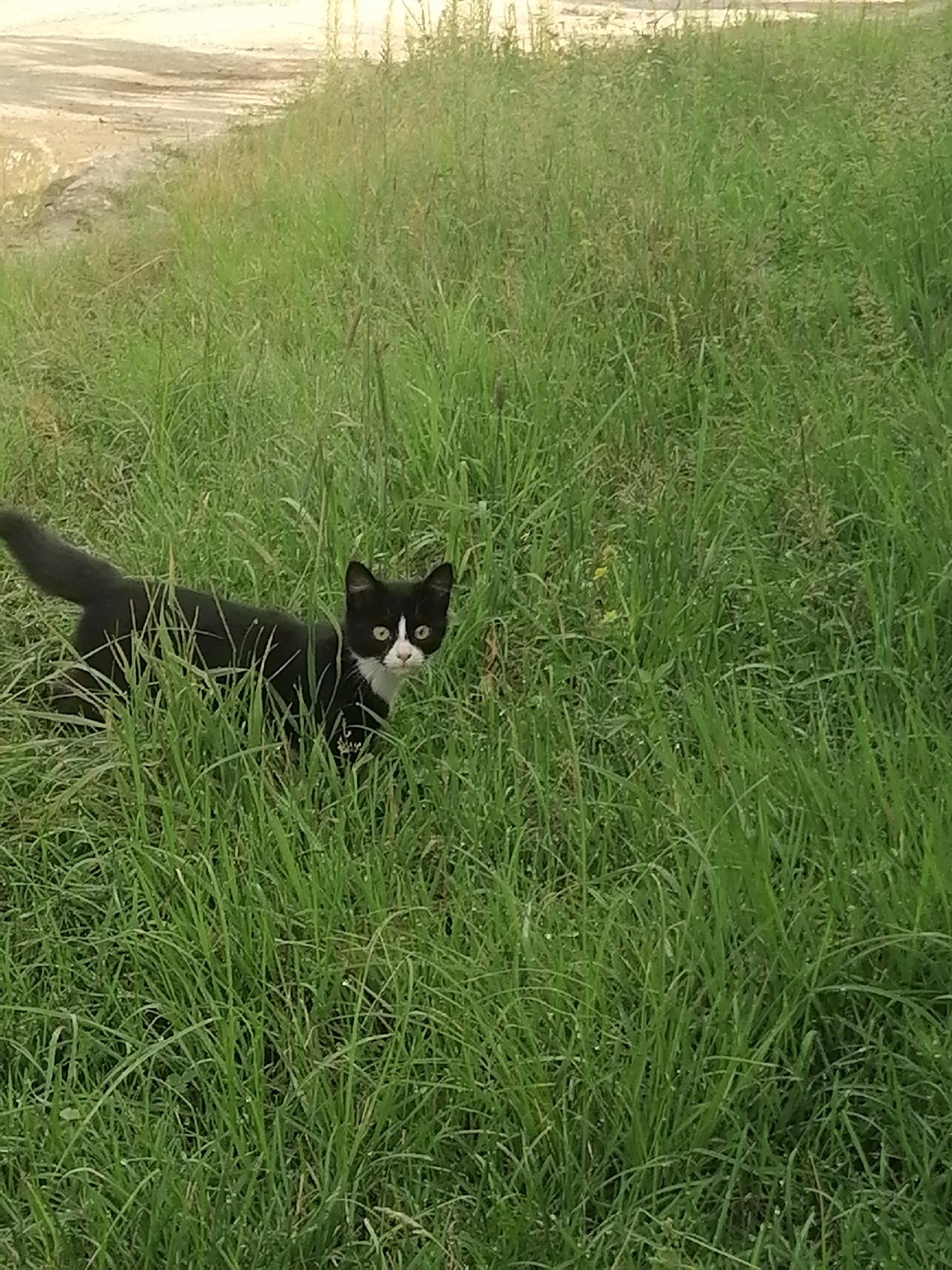 A black and white cat stands in tall green grass, looking towards the camera. The cat has white markings on its face and chest. The background shows a dirt road with some vegetation. The scene appears to be outdoors in a rural or undeveloped area.