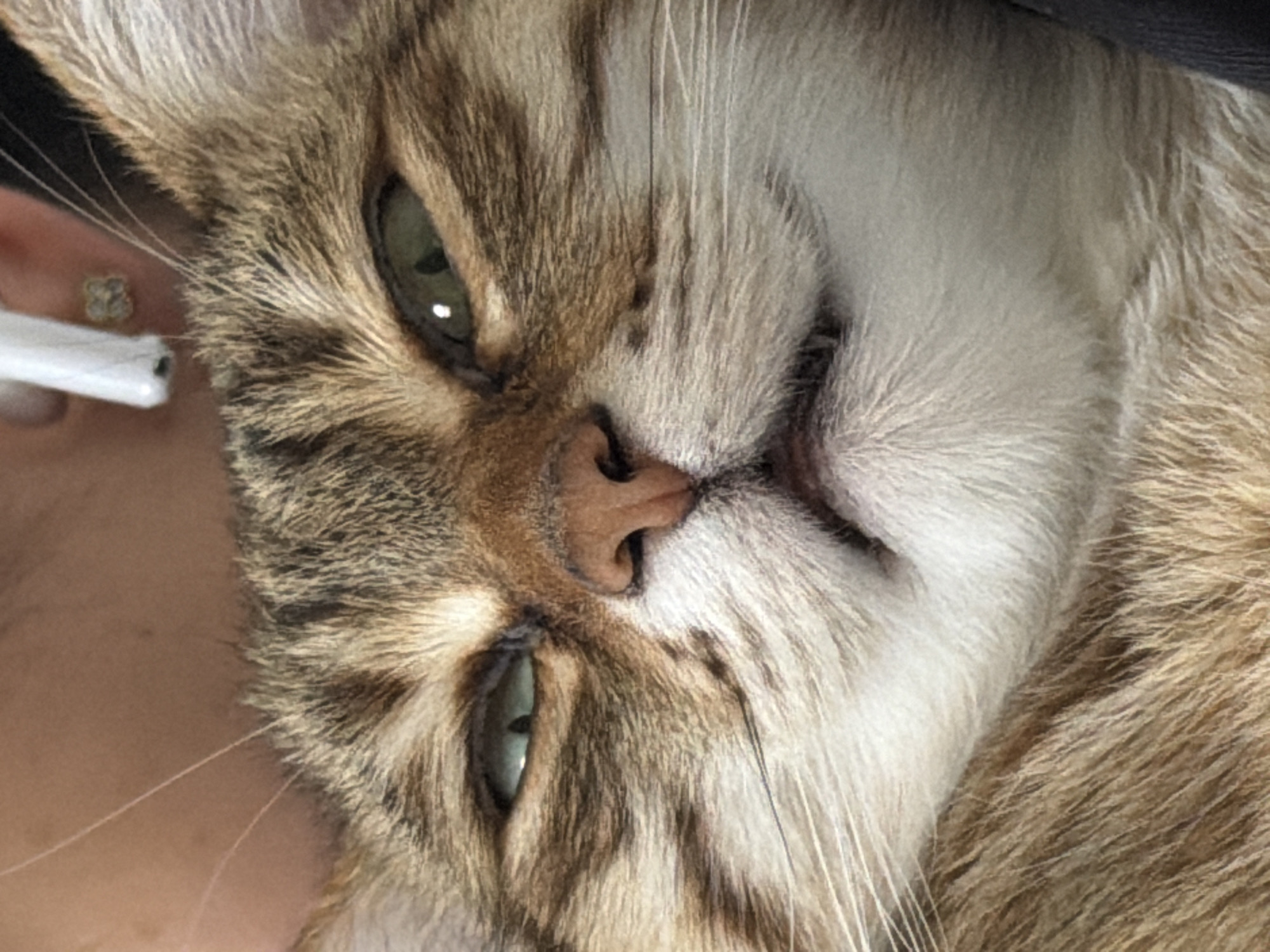 A close-up, angled view focuses on a cat's face. The cat has tabby markings, green eyes, a pink nose, and white whiskers. An ear with an earring and a white object (likely an earbud) are visible on the left side of the frame. The background is blurred. The photo's location is undetermined.
