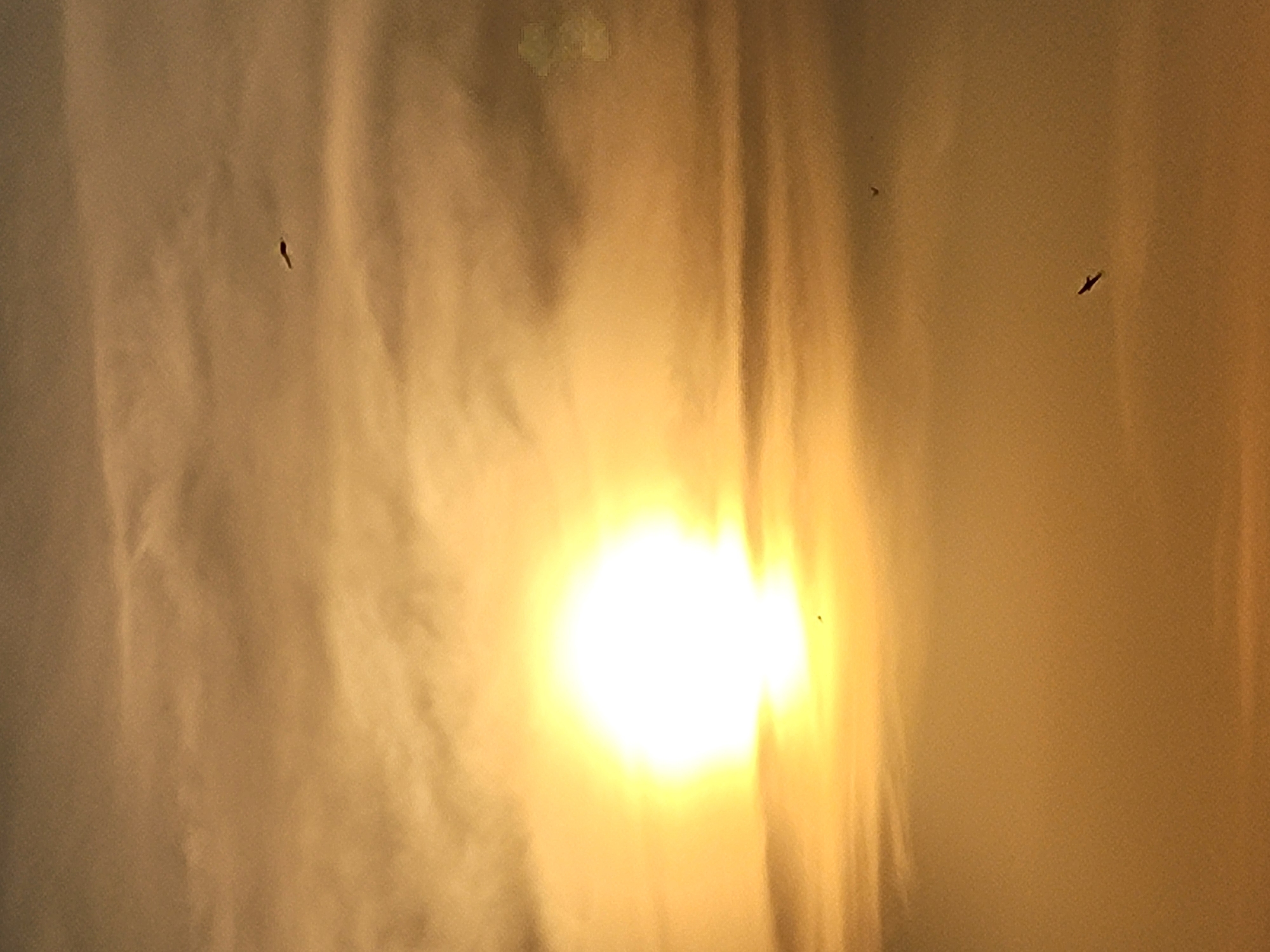An image depicts a sunset or sunrise with the sun as a bright, glowing orb in the upper left quadrant. The sky is filled with wispy, golden clouds that diffuse the sunlight, creating an ethereal atmosphere. Silhouettes of birds are visible in the sky, suggesting flight. One bird, with outstretched wings, is positioned in the lower right portion of the frame, while another, smaller silhouette, is higher and to the left. The overall color palette is dominated by warm oranges and yellows, with softer, muted tones in the clouds and sky. The scene is devoid of any terrestrial elements, focusing solely on the celestial display and the airborne creatures. The location is specified as Unknown, Unknown.