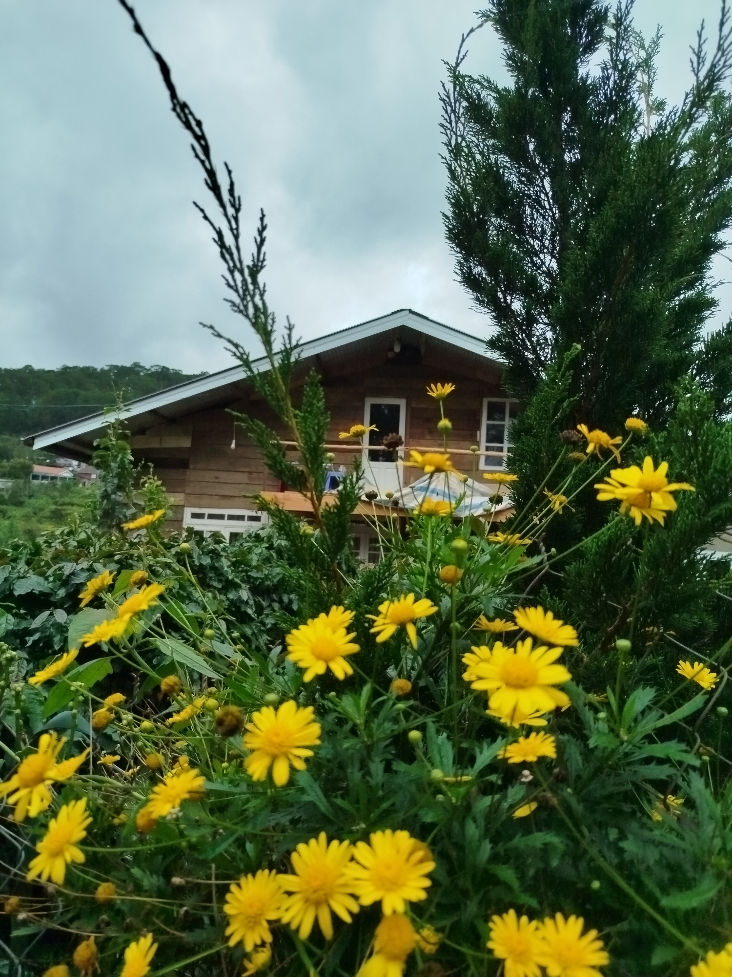 The image depicts a charming wooden house nestled amidst lush greenery and vibrant yellow flowers. The house, with its sloped roof and prominent windows, appears to be a residential dwelling located in Da Lat, Vietnam. The foreground is dominated by a profusion of yellow daisies, their cheerful blooms contrasting with the overcast sky and the dark green foliage of a coniferous tree. The overall scene evokes a sense of tranquility and natural beauty, characteristic of the hilly landscapes of Da Lat. There are no people visible in the image, and the focus is solely on the architectural structure and the surrounding flora. The lighting suggests an outdoor setting, possibly during the day, with the cloudy weather contributing to a soft, diffused light. The composition frames the house within a natural setting, highlighting its integration with the environment.