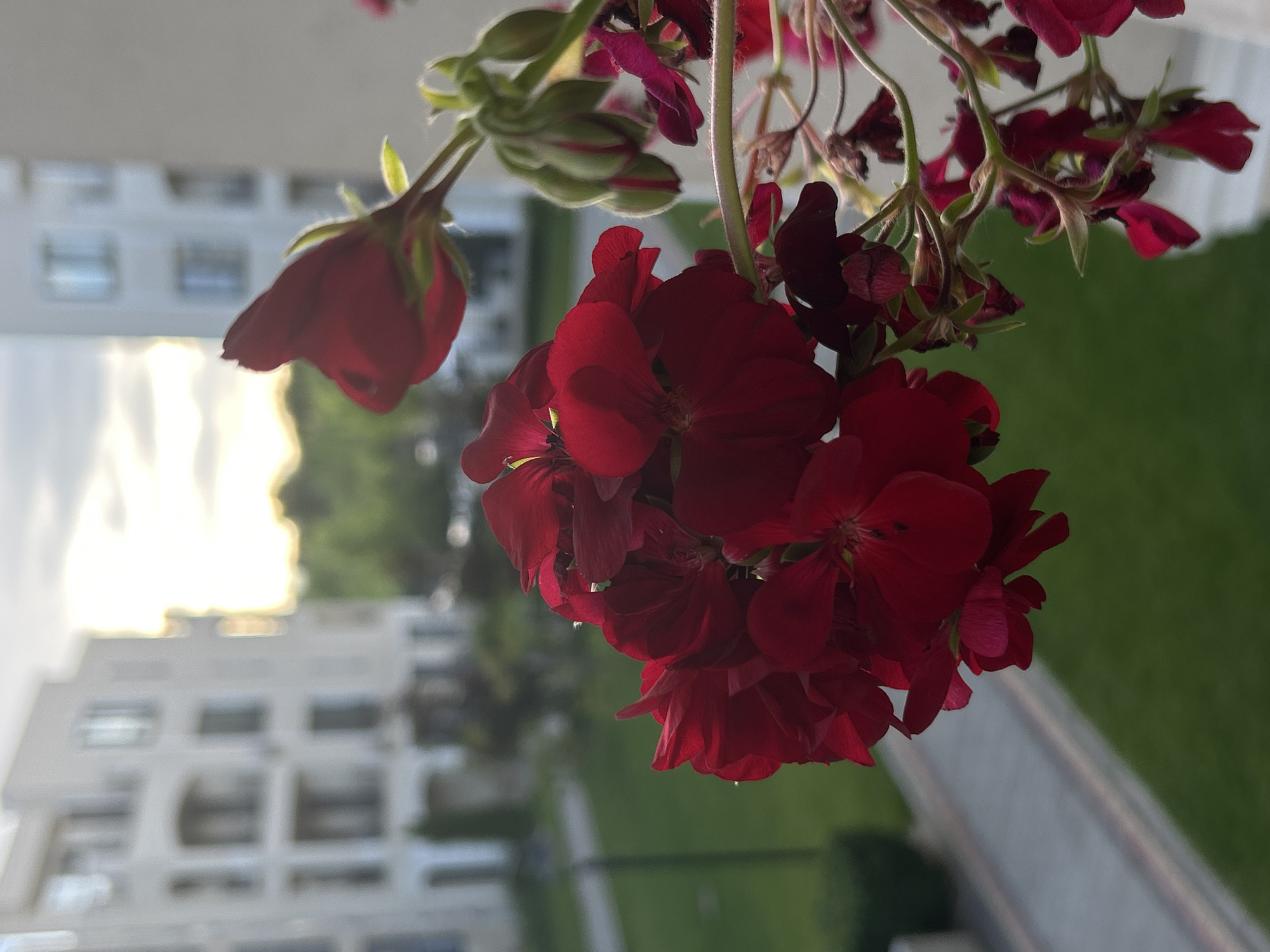 The image displays a close-up of vibrant red geranium flowers, oriented vertically as if hanging downwards from the top right, but the photograph itself is rotated 90 degrees clockwise. The prominent subjects are clusters of deep crimson to scarlet flowers, some in full bloom with visible petals and stamens, others appearing as buds or slightly faded. The foreground flowers are sharply focused, showing intricate details and textures, with some petals catching the light more brightly than others.
In the softly blurred background, a multi-story residential building with distinct windows and balconies can be seen. A bright, diffused light source, possibly the sun during a golden hour, illuminates the upper left portion of the background, creating a soft, hazy glow. Below the flowers and building, a green lawn area extends, partially obscured by the foreground. What appears to be a paved path or low wall is also visible in the lower central background. The scene suggests an outdoor setting, likely a balcony or garden area in Plovdiv, Bulgaria, during either sunrise or sunset. There are no people or discernible text in the image. The overall mood is peaceful and highlights natural beauty against an urban backdrop.
