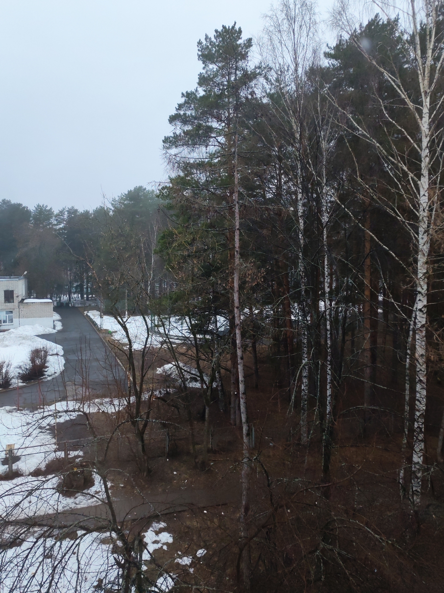 The image depicts a view from an elevated position in Chaikovsky, Russia, likely a window overlooking a snowy, wooded landscape. Patches of snow are visible on the ground and along a paved road leading past a multi-story building with light-colored exterior walls and visible windows. The dominant feature is a dense mix of deciduous and coniferous trees. Several birch trees with white bark are interspersed among the darker evergreens. The foreground shows bare branches of deciduous trees with snow and leaf litter beneath. The sky is overcast, suggesting a cold, wintery day. No people, activities, or interactions are visible in the scene.