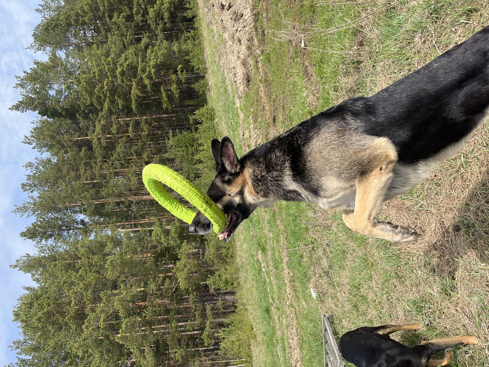 A German Shepherd dog is holding a green ring toy in its mouth. The dog is on a grassy field with trees in the background. Another dog is lying on the ground near a fence. The location is not discernible as Nizhny Tagil, Russia without further context.