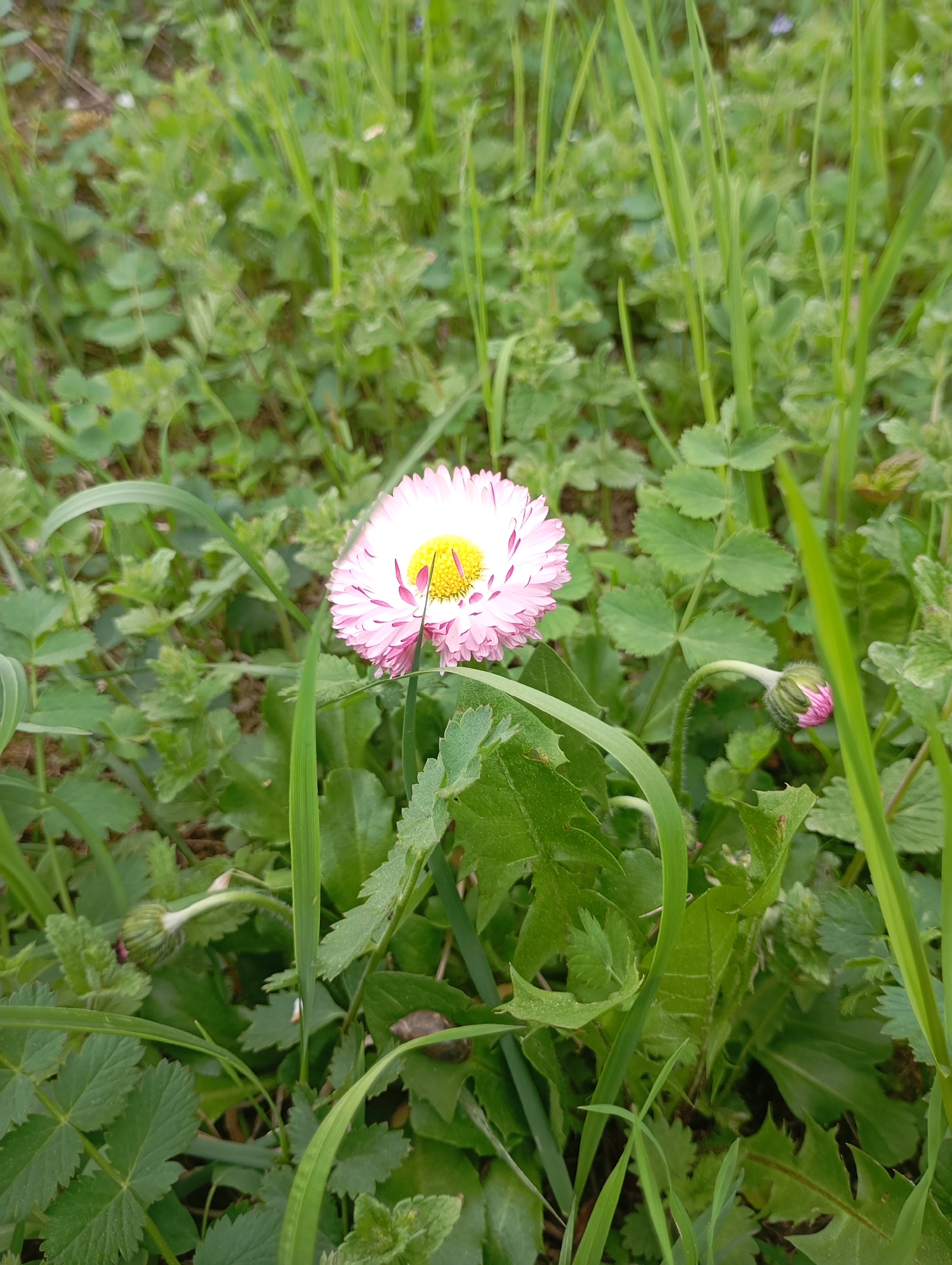 A close-up shot shows a pink and white daisy with a yellow center, surrounded by various green plants and grasses. Some plants have rounded, lobed leaves, while others are thin blades of grass. There is a bud visible, indicating new growth. The location appears to be an outdoor garden or grassy area, likely in an urban or suburban setting in the city of Unknown, Unknown. No people or animals are visible.