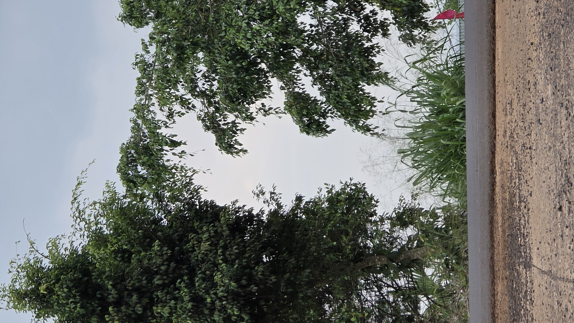 The image depicts a view of trees and vegetation from a low angle in Pơng Drang, Vietnam. The sky is visible between the trees. To the right is a concrete or stone barrier with a rough texture and some discoloration. Tall grass and weeds are also visible behind the barrier and through the trees.