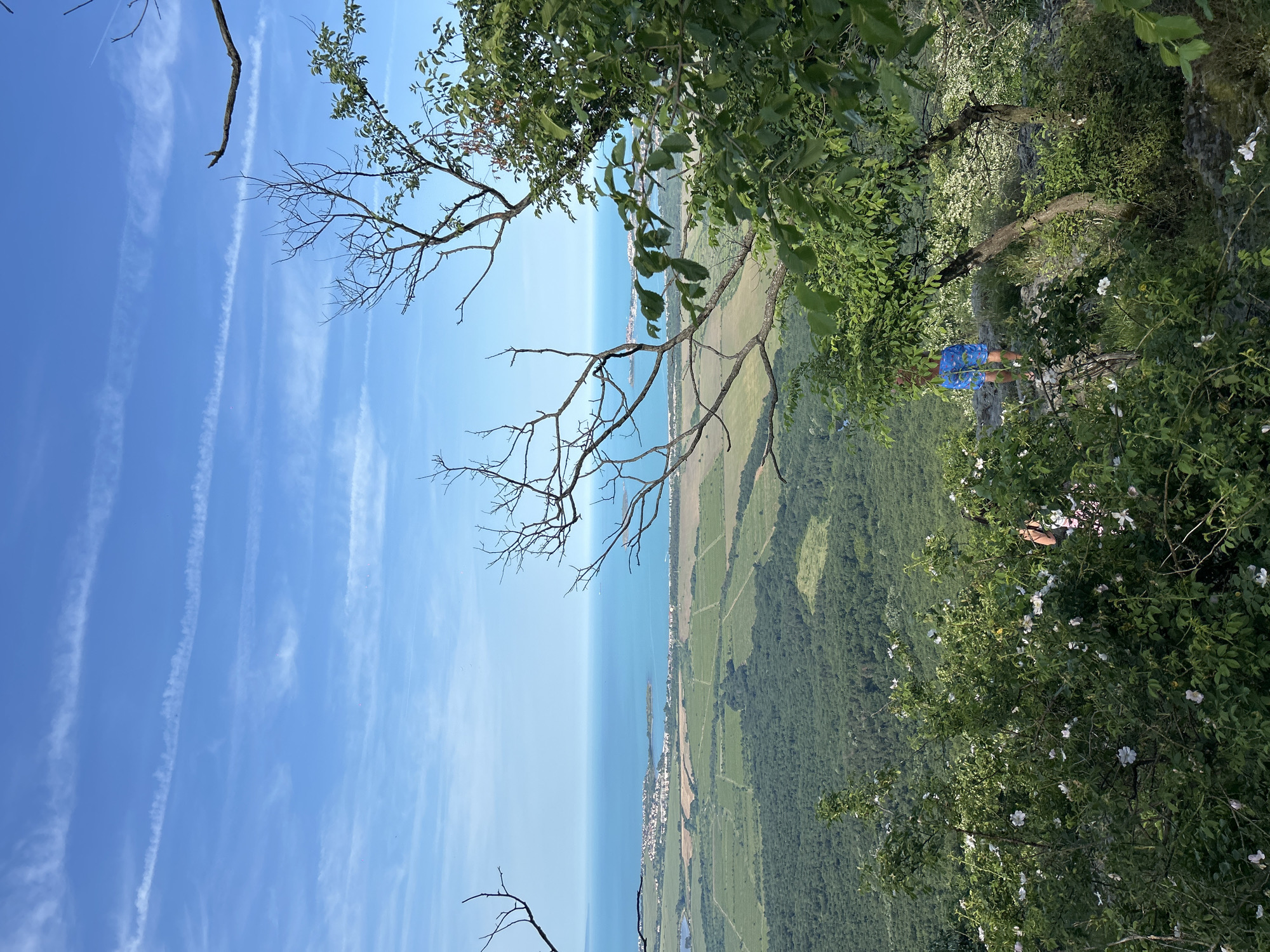 The image captures a wide-angle, high-elevation view overlooking the coastal region near Sozopol, Bulgaria, under a clear blue sky marked by several parallel white contrails. The expansive, calm azure sea dominates the upper midground, with a light-colored coastal town and sandy stretches visible along the shoreline. Inland from the coast, the landscape unfolds with distinct rectangular agricultural fields, varying in shades of green and brown, and dense dark green forests. A small body of water, possibly a pond or lake, is visible to the far left near the coastline.
The foreground is characterized by abundant green foliage, including numerous leafy bushes adorned with small white flowers, likely wild roses, and several leafless, gnarled tree branches framing the scene from the left, top, and right. One leafy tree branch with thicker foliage extends into the frame from the upper right.
Two individuals are partially visible within the dense vegetation in the lower right quadrant. One person, positioned slightly higher and more prominently, is seen from the back, wearing blue patterned shorts, standing on what appears to be a rocky path or outcrop. Their upper torso is obscured by overhanging branches. Another person is barely discernible further down and to the left, largely hidden by the flowering bushes, with only a light-colored garment, possibly pink or white, visible on their back or shoulder. The overall scene suggests a scenic overlook from a natural, vegetated high point.
