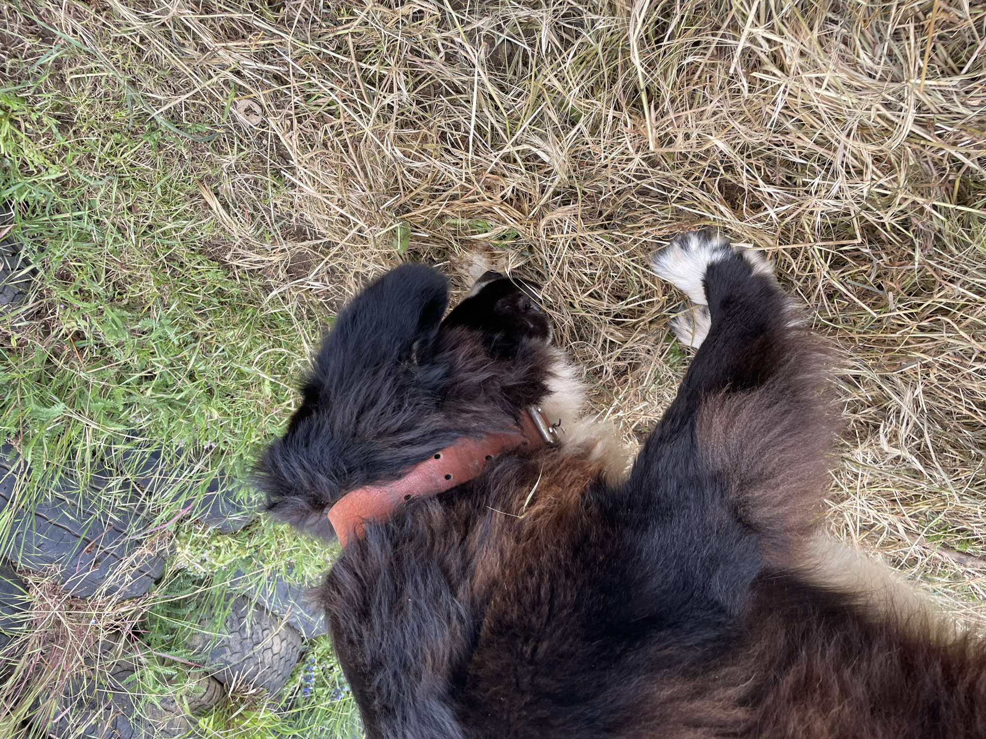 The image depicts a black and brown dog lying on the ground, with a brown leather collar around its neck. The dog is lying on grass and dry vegetation. Part of what appears to be a dark tire is visible in the lower-left. The dog is lying in Zlatograd, Bulgaria.