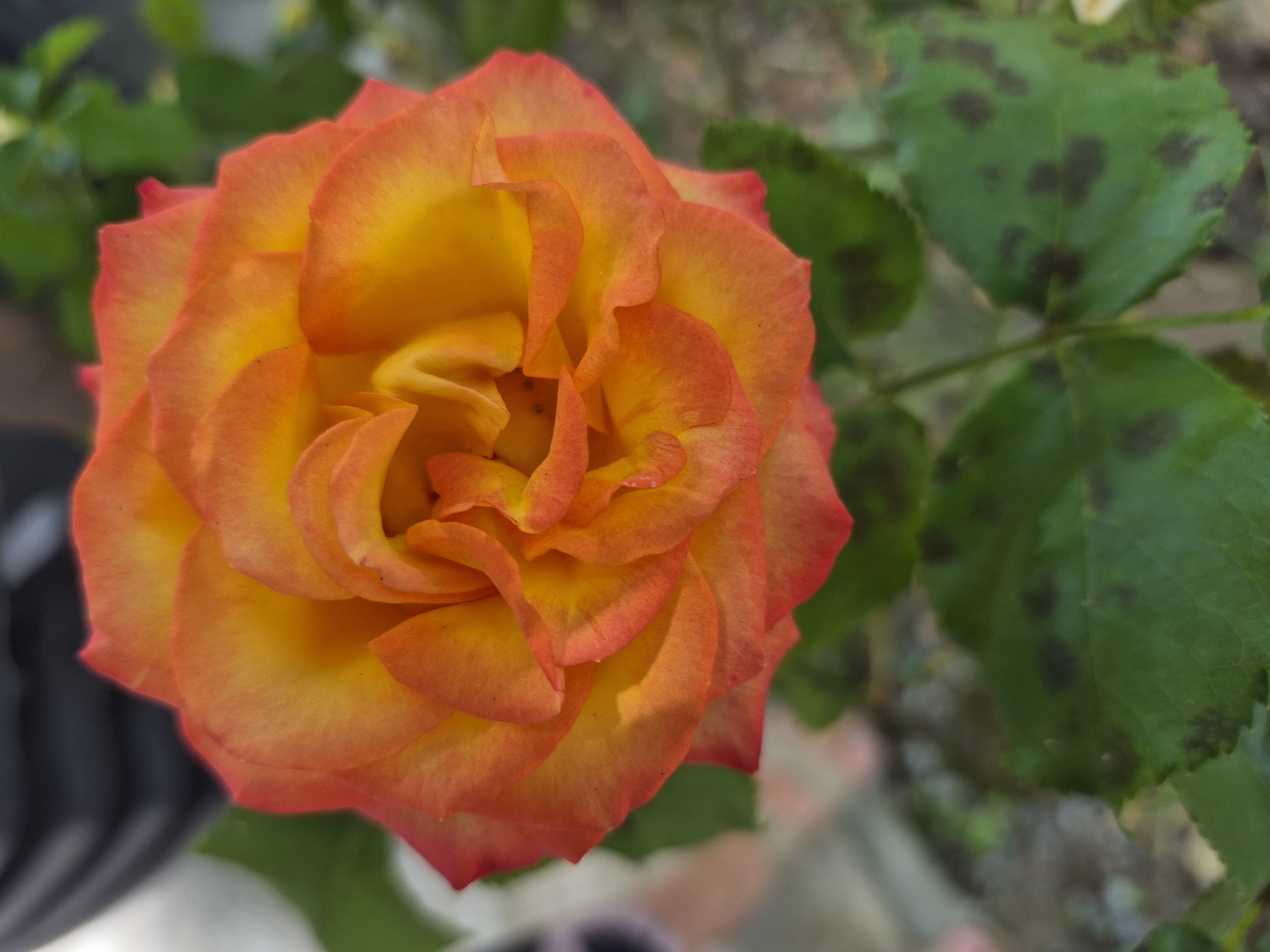 A close-up, top-down view of a vibrant orange and yellow rose with a single stem and several green leaves. The rose is the primary subject, filling most of the frame. Its petals are layered and curled, with the color deepening to a fiery orange at the edges and fading to a soft yellow towards the center. The leaves are visible below the rose, some showing dark spots, indicative of a plant condition. The background is blurred, featuring elements of an outdoor environment, possibly a garden or park, with hints of dark and light colors suggesting foliage and perhaps a structure. The specific location within Indzhe Voyvoda, Bulgaria, cannot be determined from the visual information provided.