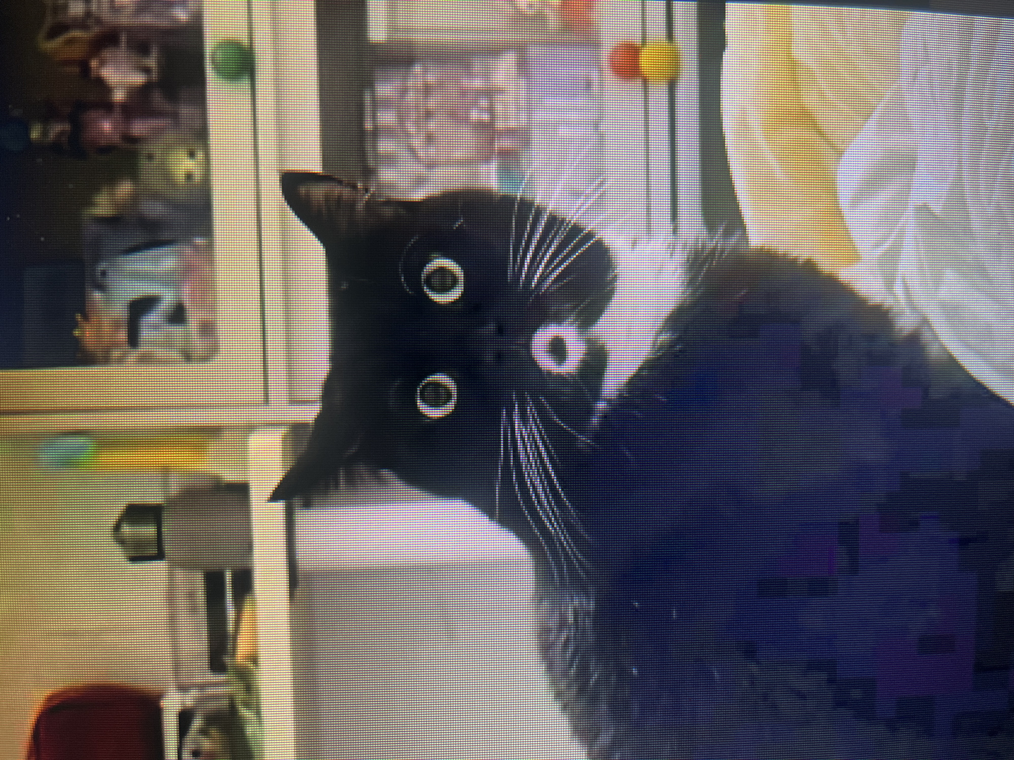 A black cat is prominently featured in a close-up shot, its head tilted dramatically to its left, almost upside down, with a wide-eyed, startled, or curious expression. The cat has sleek black fur and striking white whiskers that fan out from its muzzle. Its pupils are dilated, making its eyes appear large and round. One pointed ear is clearly visible.
The background is an indoor setting, appearing somewhat blurry due to the focus on the cat and possibly the quality of the image capture (it shows a distinct pixel grid, suggesting a photo taken of a digital screen). To the left of the cat, there are shelves or a cabinet displaying various small, colorful, indistinguishable objects. Above the cat's head, two colorful spherical objects—one green, one red and yellow—are visible, possibly hanging cat toys. To the right and behind the cat's body, a light-colored, soft object, possibly a blanket or pillow, is partially visible. The lower portion of the image shows more of the cat's dark fur blending into the dark background.
There is no specific activity other than the cat looking directly at the viewer. The time of day and weather are not discernible. No specific location cues are visible within the image to confirm the provided context of Khimki, Russia. There is no visible text.