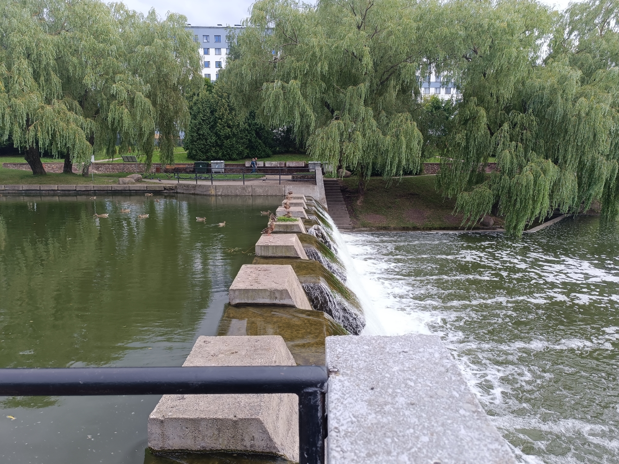 A wide shot captures a man-made waterfall on the Svislach River in Minsk, Belarus. The waterfall is constructed from concrete blocks, with water cascading over them. Several ducks are visible on the calm water to the left of the waterfall and on top of the concrete blocks. A black metal railing runs along the foreground. Beyond the waterfall, lush green trees, likely willows, dominate the scene, their branches hanging low. In the background, a modern apartment building with a grey facade and white-trimmed windows stands against an overcast sky. A few people are seated on benches in the park area to the left, near a trash can and a small green structure. The overall setting is a park with a river and urban elements.