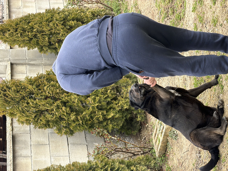 The scene depicts an outdoor interaction between a human and a dog, located in Varna, Bulgaria. A single individual, observed from behind, is bent forward at the waist. This person is dressed in a dark blue long-sleeved sweatshirt and matching dark blue sweatpants, with a dark undershirt visible at the waistline. The individual's head is not visible within the frame. Facing the individual, a large, dark-furred dog, exhibiting some white markings on its chest, sits on the ground. The dog's left front paw is raised and is being held by the person's hand. The dog's eyes are wide, and its tongue is partially extended, indicating focus on the interaction. The background features a light grey concrete block wall, behind which stand several tall, conical evergreen trees. The ground consists of dry, light-colored soil interspersed with sparse green vegetation and patches of dry leaves. A rectangular concrete slab is present on the ground to the left of the dog.