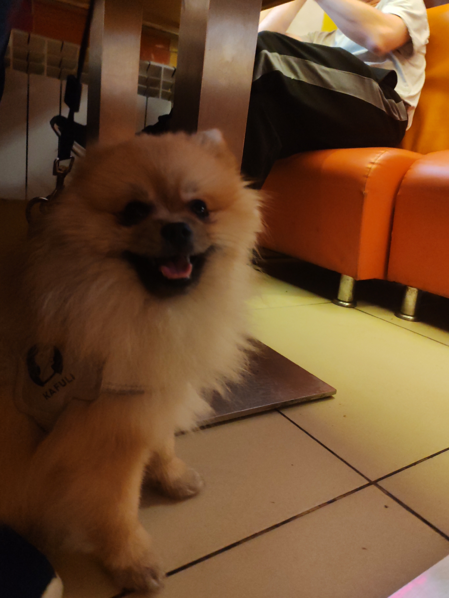 The image shows a fluffy, light brown Pomeranian dog sitting on a tiled floor, partially under a table. The dog is looking towards the camera with its mouth slightly open, appearing happy. It is wearing a harness or vest with a tag that has a silhouette of a dog and the word "KAFULI" printed on it. In the background, an out-of-focus person is sitting on an orange sofa. The setting appears to be indoors, possibly a cafe or restaurant, given the furniture and the tiled flooring. The lighting is dim, suggesting it might be evening or the room is dimly lit. There are no obvious indications of weather or time of day beyond the indoor setting. The overall mood conveyed by the dog's expression is cheerful and friendly.
