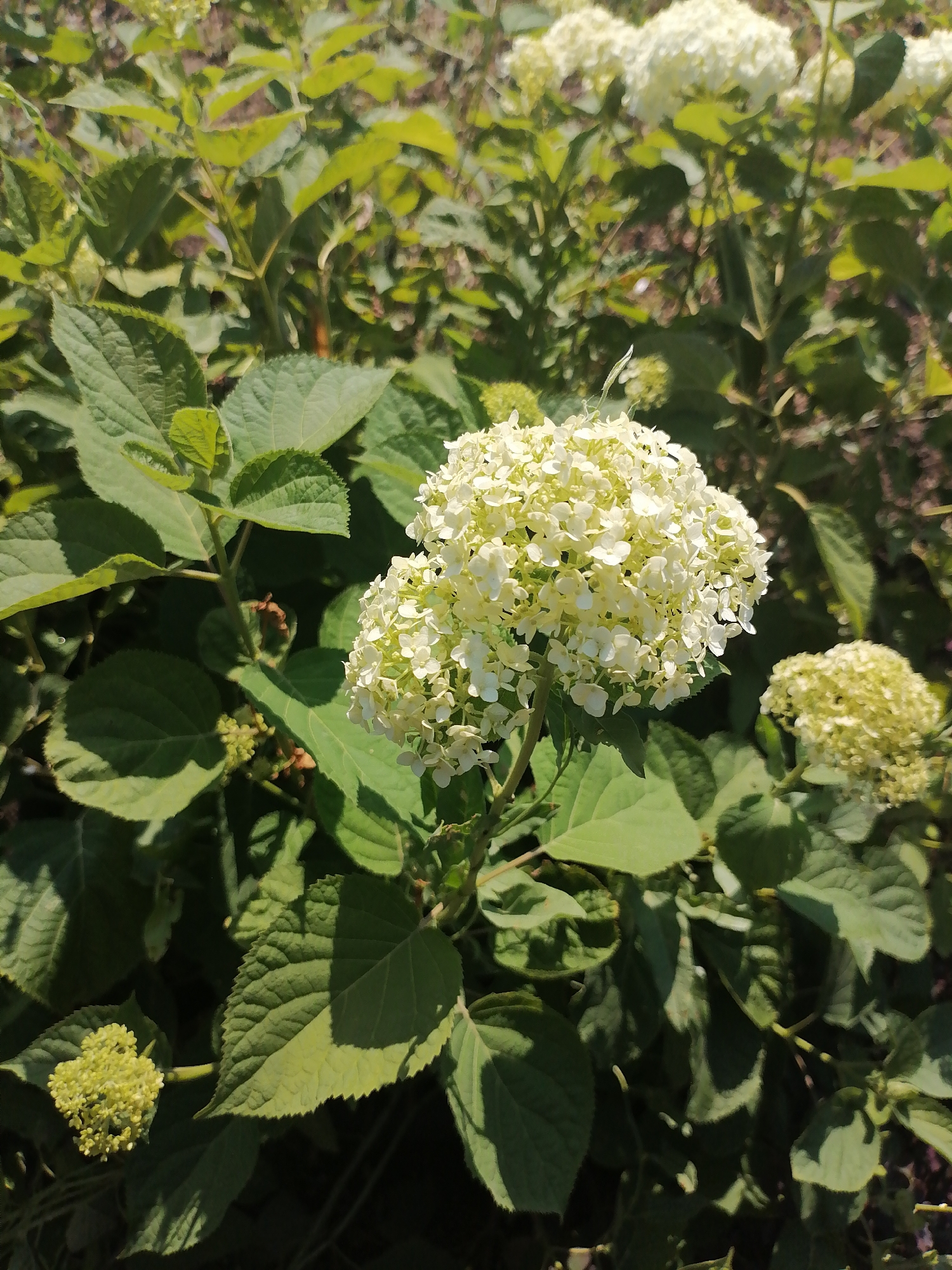In the city of Kozhokhovo, Kazakhstan, a close-up shot captures a large cluster of creamy white hydrangeas in full bloom, dominating the center of the frame. The flowers are spherical and composed of many small, delicate petals. Surrounding the hydrangeas are abundant, large, dark green leaves with serrated edges, some showing subtle shadows cast by the sunlight. In the background, more hydrangea blooms and foliage create a soft, blurred tapestry of green and white, suggesting a garden setting. A smaller, unopened bud of pale green hydrangeas is visible in the lower left corner of the image. The overall scene is bathed in natural light, giving a sense of a bright, sunny day.