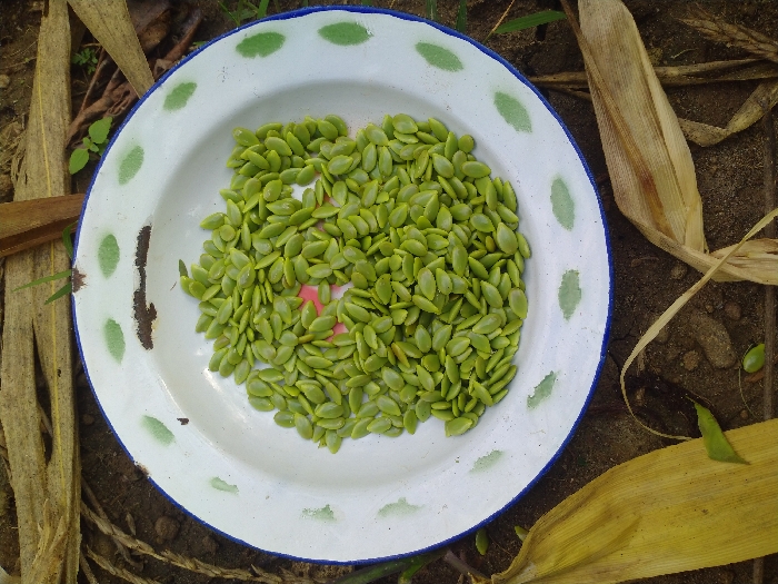 A white enameled bowl with a blue rim sits on the ground, filled with a large pile of green seeds. The bowl is centered in the image and rests on a surface of loose, brown soil. The seeds are all flat and oval-shaped. The bowl is slightly dirty. The image was taken in Kadipiro, Indonesia, at coordinates -7.512 latitude and 111.101 longitude. There are no people in the image.