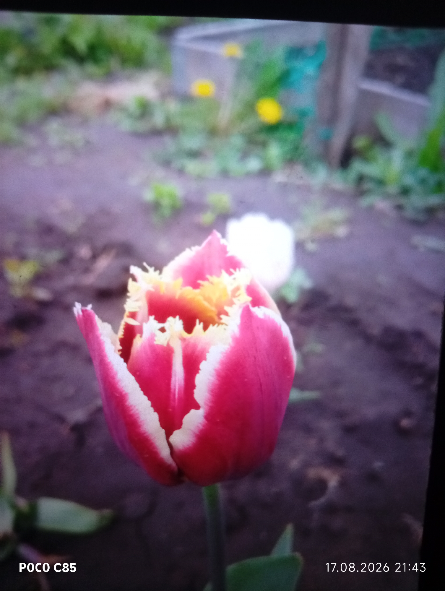 A close-up shot focuses on a vibrant pink tulip with frilled white edges and a yellow center, set against a blurred background of soil and greenery. In the distance, another white flower is visible, along with hints of yellow flowers and a wooden post. The image appears to be taken outdoors in a garden or natural setting, possibly in or near the city of Stepanovka, Kazakhstan. The bottom left corner displays "POCO C85" and the bottom right shows the date "17.08.2026 21:43". There are no people or animals present in the frame.
