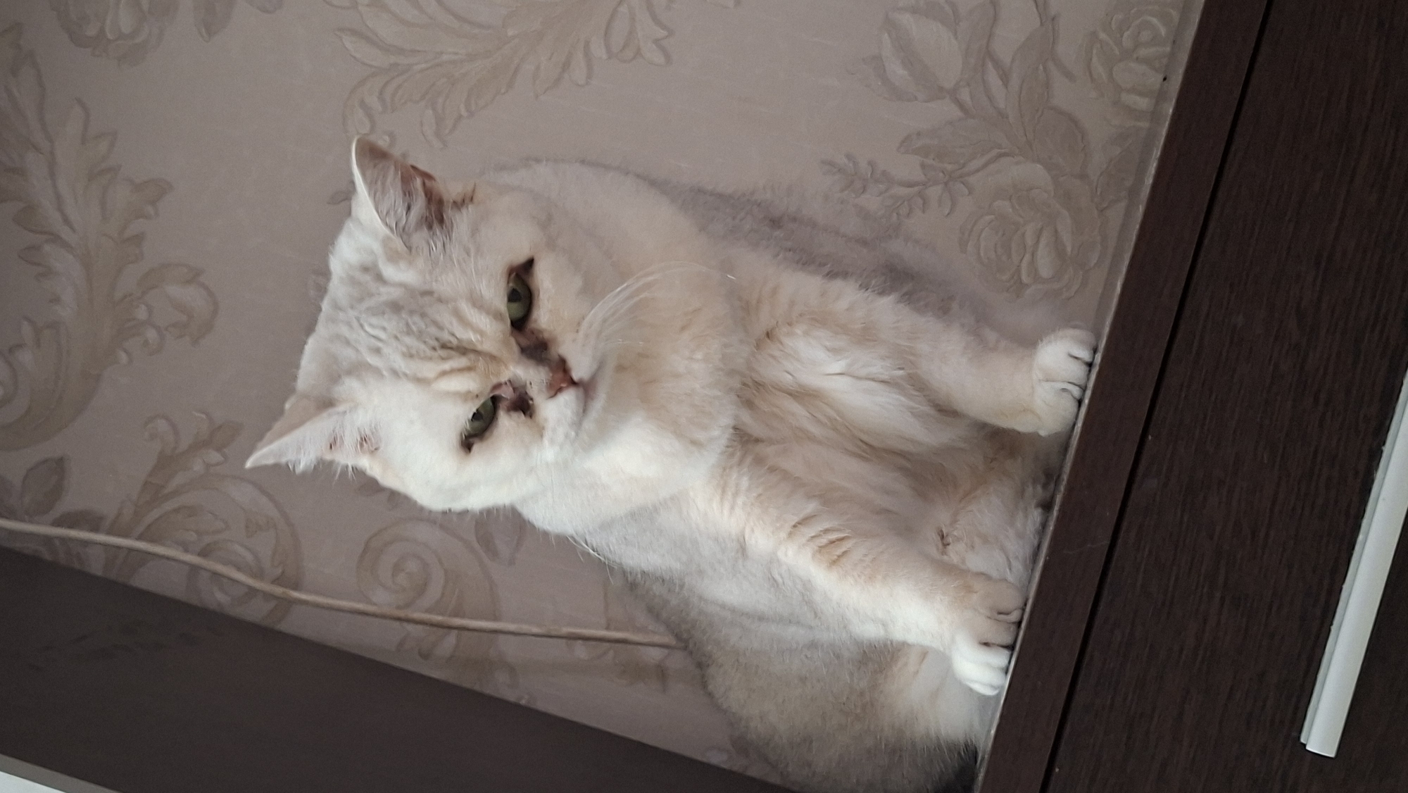 A light-colored cat with green eyes is sitting on a dark wooden surface. The cat has a light greyish coat with some darker grey markings. Its paws are visible, and it appears to be looking directly at the camera with a slightly displeased expression. The background consists of a beige wallpaper with a floral pattern. The image seems to be taken indoors, likely in a residential setting. There are no people present in the image. The location in the city of Myadzyel, Belarus, is not discernible from the visual information provided in the image.