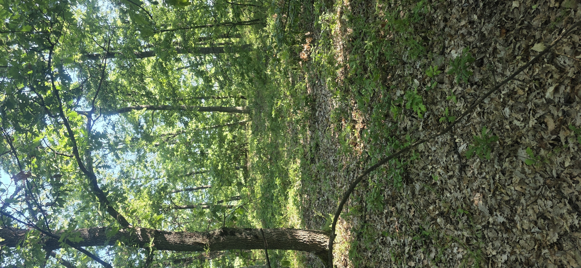 The image depicts a forest scene, likely in a wooded area of Podvis, Bulgaria. The ground is covered in a layer of fallen leaves and some green undergrowth. Trees with green foliage fill the frame, creating a dense canopy overhead that filters sunlight, casting dappled light on the forest floor. A tree trunk is visible in the foreground. There are no people or discernible animals in the image.