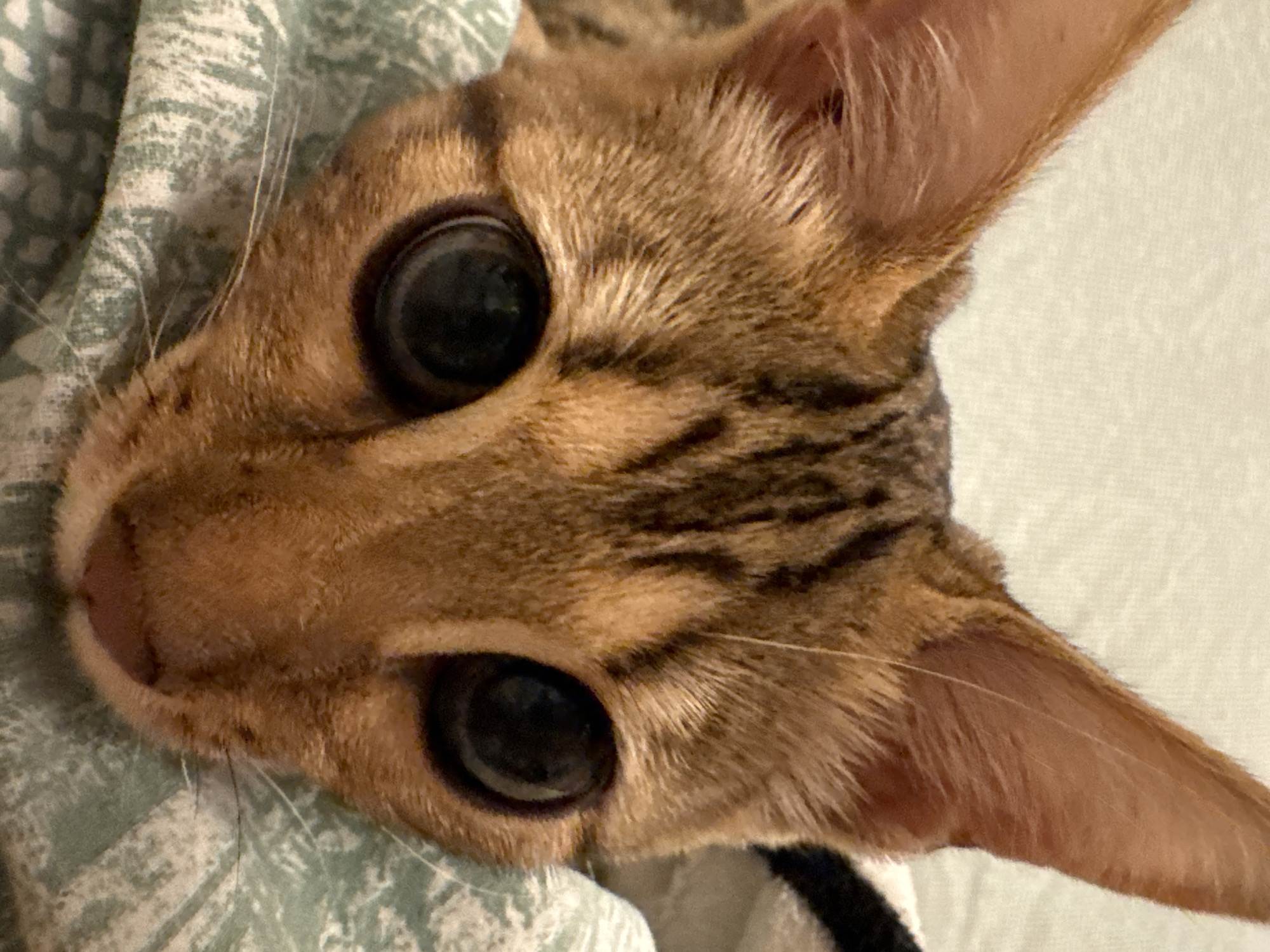 A close-up, eye-level shot shows the face of a brown tabby cat. The cat's large, dark eyes are prominent. Its ears are pointed upwards and its fur has distinct tabby markings. The cat is lying down on a patterned fabric, which is light green with a white repeating pattern. The background is a soft, light color, possibly a blanket or bedding. There are no visible human elements or any identifiable landmarks of Rzhev, Russia.