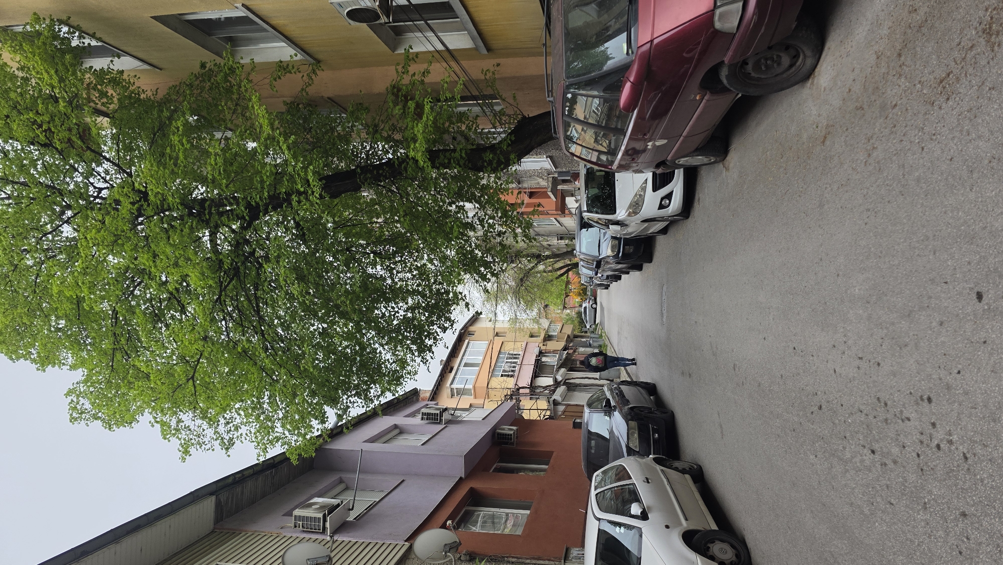 The image captures a vertical perspective of a narrow urban residential street in Blagoevgrad, Bulgaria, under an overcast sky. The street is lined on both sides by multi-story buildings and numerous parked cars.
On the left, a large tree with dense, fresh green foliage dominates the upper part of the frame, obscuring portions of the adjacent residential buildings. These buildings display a variety of architectural styles and colors, including yellow, light brown, purple, and reddish-brown facades, with visible windows, balconies, and air conditioning units. A satellite dish is also seen on a building on the lower left.
The street itself appears to be asphalt, with several cars parked bumper-to-bumper along both curbs. Vehicles include a red minivan or van in the foreground on the right, followed by a white hatchback, a black sedan, and other cars stretching into the distance. The pavement shows some dark spots.
Further down the street, on the right side, a single person is visible walking away from the viewer. They are dressed in a dark jacket and blue jeans, carrying a bag over their shoulder. The overall atmosphere is calm and ordinary, characteristic of a typical daytime street scene in an urban environment during what appears to be spring or early summer, given the lush green leaves on the trees. No visible text is legible in the image.