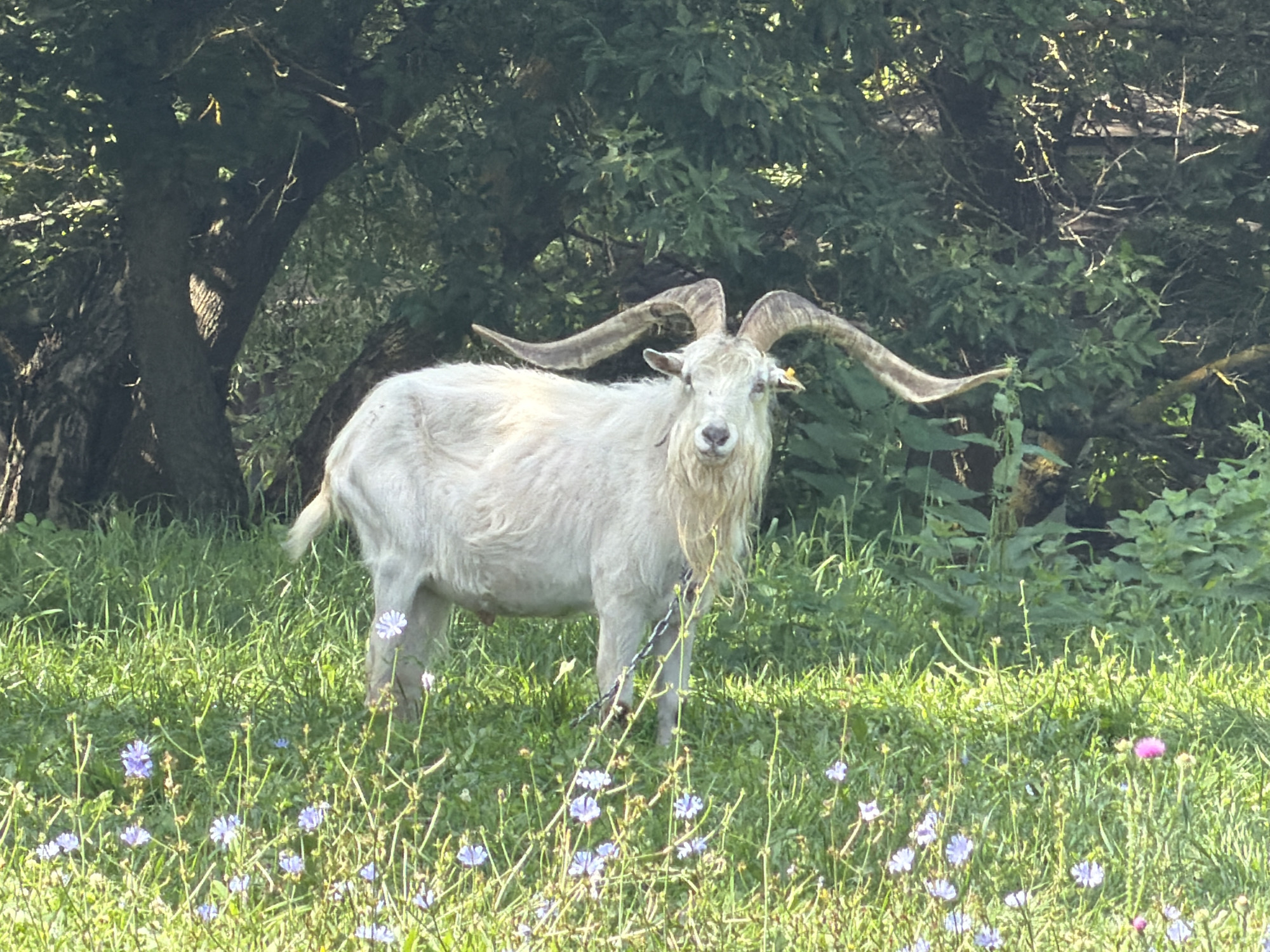 A white goat with large, curved horns stands in a grassy field dotted with small purple flowers and one pink flower. The goat is facing the camera, its head tilted slightly. It has a beard and a yellow tag in its left ear. A metal chain is visible around its neck, attached to a lead rope that trails into the grass. Behind the goat, a dense green forest with visible tree trunks and foliage forms the background. Sunlight illuminates the scene from the left, casting shadows and highlighting the textures of the grass, flowers, and goat's fur. The location is specified as Скорняково, Russia.