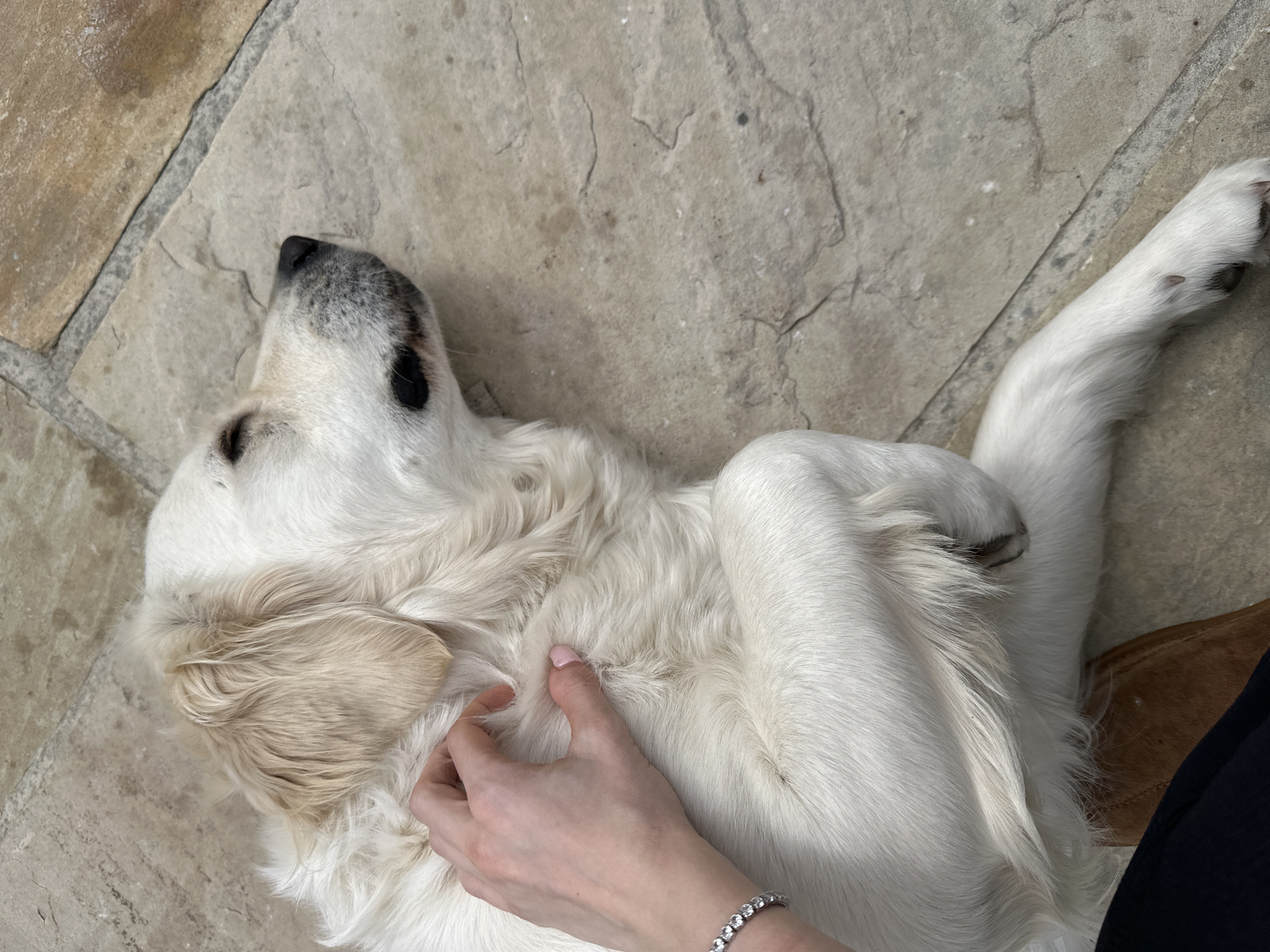 A golden retriever dog lies on its back on a stone-tiled surface, seemingly outdoors. A person's hand, adorned with a tennis bracelet, gently strokes the dog's chest. The dog's eyes are closed, and its body is relaxed. The dog's fur is primarily white with golden highlights. The background is a stone-tiled surface.
There is no evidence to indicate this scene is located in London, United Kingdom.