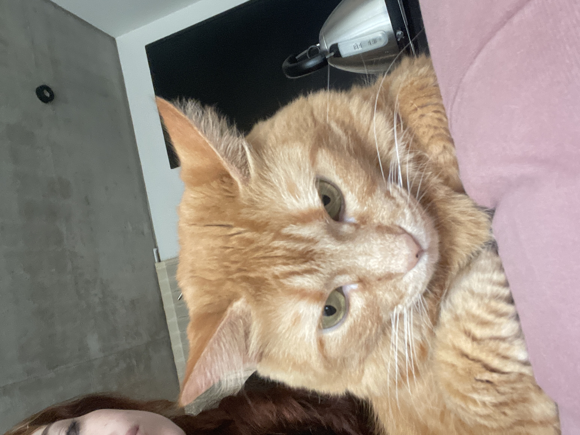 This image depicts an indoor scene in Buenos Aires, Argentina. The primary subject is an adult orange tabby cat, positioned centrally and looking directly forward. Its light green eyes are slightly narrowed, and its ears are angled backward. White whiskers are prominent around its muzzle. The cat's front paws are tucked together on a pink fabric surface that occupies the lower portion of the frame.
To the upper-left, a partial view of a human face is visible, showing the lower eyelid, cheek, and a portion of the mouth of an individual with reddish-brown hair. The background features a textured concrete ceiling spanning the upper left and right. A small black circular fixture is mounted on the concrete ceiling in the upper-right corner. A white wall is visible behind the cat's head on the right, alongside a dark, rectangular object, possibly an electronic display. A stainless steel electric kettle with a black handle and a water level indicator is present on the right side, positioned behind the cat's head.