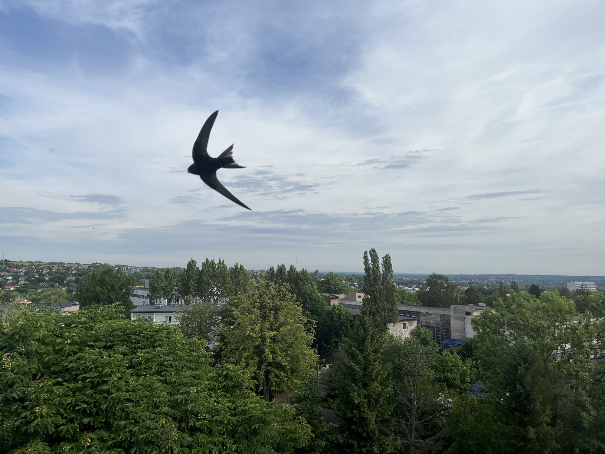 An outdoor, elevated view captures a dark bird in mid-flight against a cloudy sky, soaring over a verdant urban landscape. The bird, likely a swift or swallow due to its slender body and long, swept-back wings, is silhouetted and appears centrally in the upper left portion of the frame, its form slightly blurred by motion.
The sky occupies the upper two-thirds of the image, filled with soft, diffused clouds in shades of white and light grey, with patches of muted blue visible between them. This suggests a partially overcast or hazy day. Below the sky, the landscape unfolds with an abundance of lush green trees that dominate the middle ground and foreground. Various types of foliage are visible, indicating a rich and varied ecosystem within the urban setting, likely summer or late spring.
Interspersed among the trees are glimpses of buildings and structures, appearing as residential or small industrial units, some with white walls and dark roofs. In the far distance, a hazy horizon line reveals more built-up areas and gentle hills, suggesting a sprawling town or city extending into the distance. The overall lighting is natural and even, consistent with daytime conditions under a cloudy sky. No identifiable text or specific landmarks are visible. The image conveys a moment of natural life interacting with human-made environments.