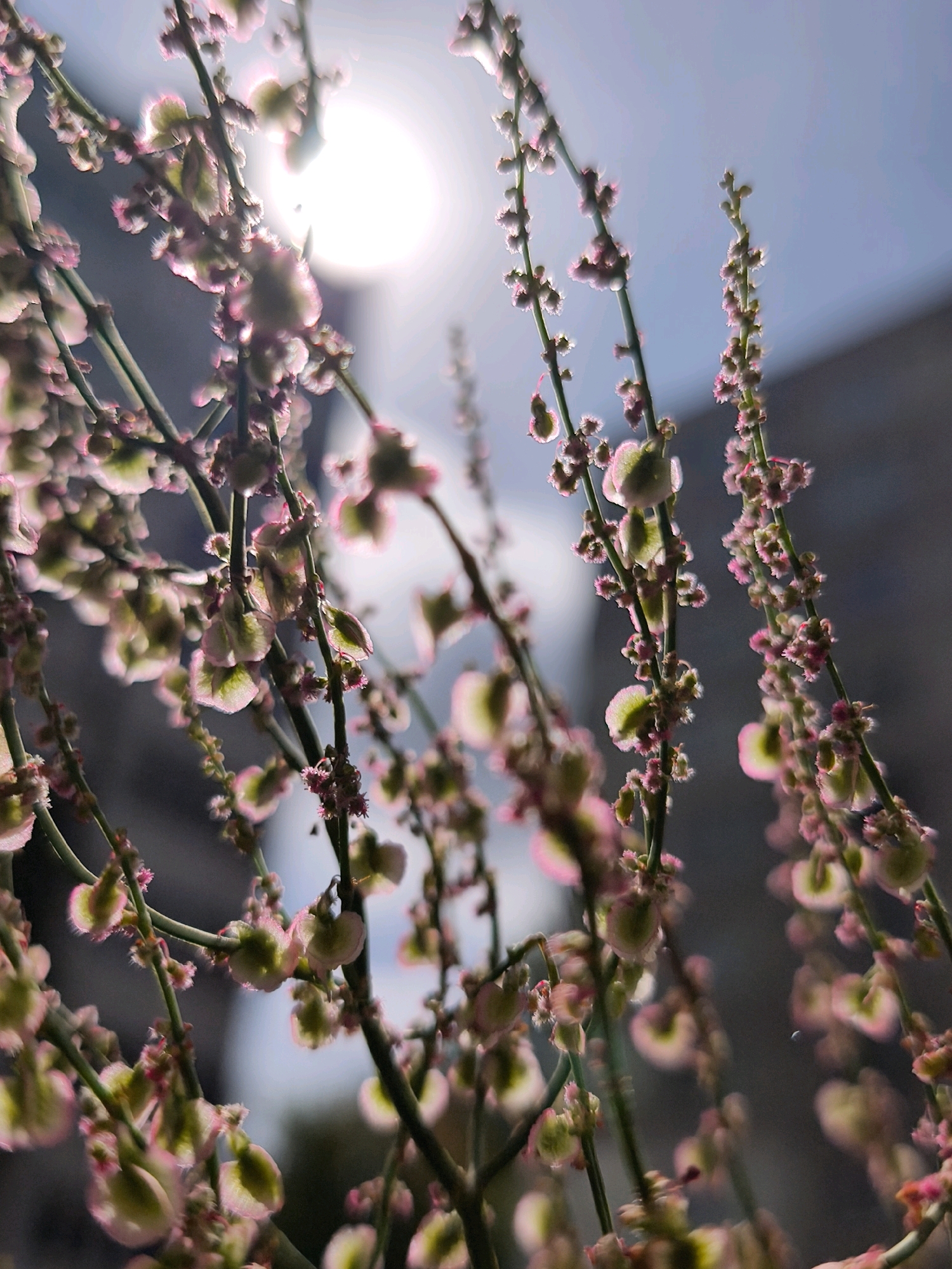 The photograph captures a close-up, low-angle view of delicate plant stems adorned with small, pink and green buds or seed pods. The background is a soft blur of a bright, overcast sky with the sun creating a luminous halo effect. A dark, indistinct building structure is visible in the upper right portion of the frame. The scene is likely captured outdoors, with natural light illuminating the botanical subjects. Without specific contextual information, pinpointing the exact location in Mahilyow, Belarus is not possible from the image alone.