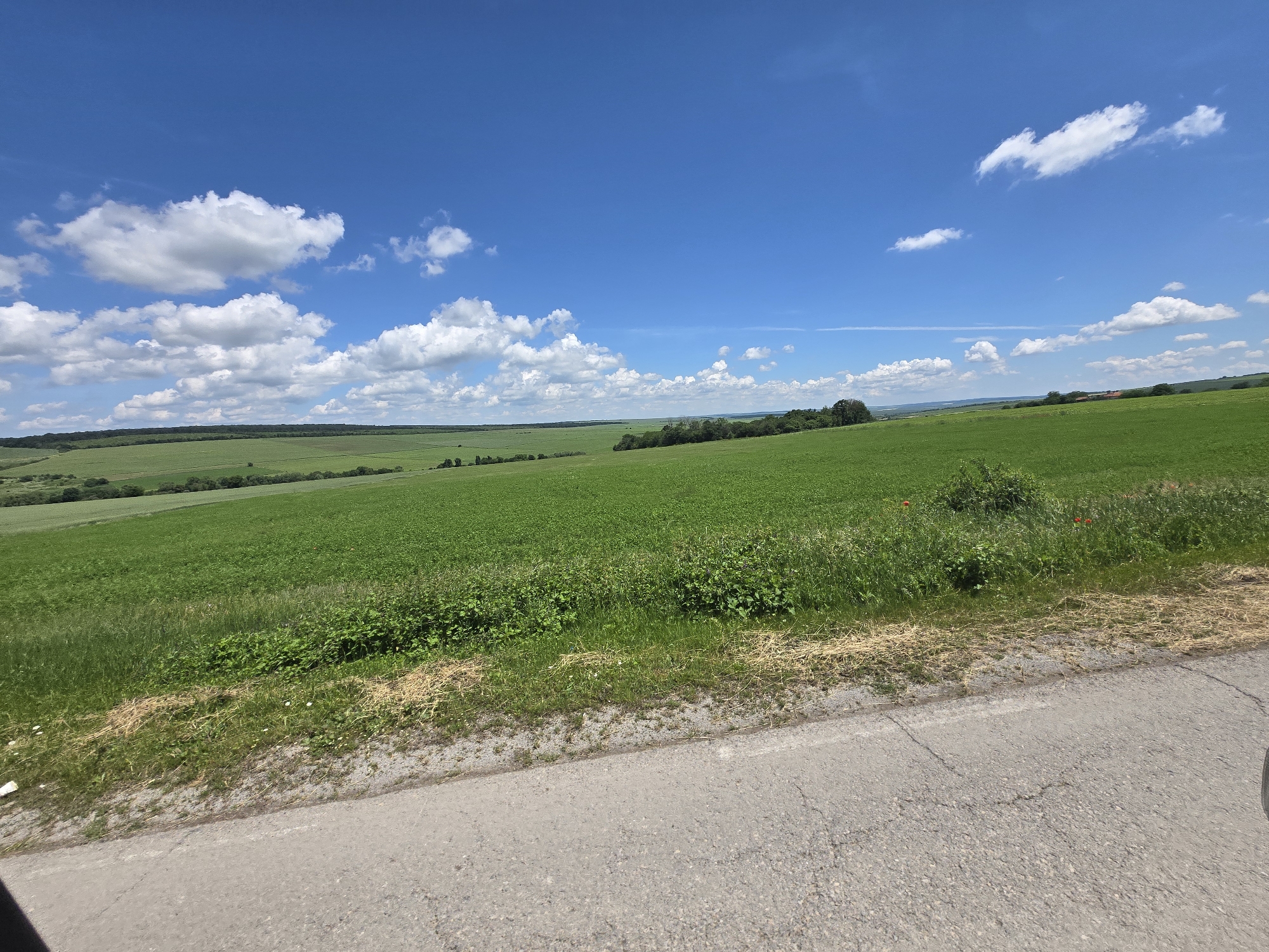 The image displays a vast, sunlit rural landscape under a clear blue sky adorned with scattered white cumulus clouds. In the immediate foreground, a grey asphalt road with some cracks runs horizontally, bordered by a strip of dry, light-colored gravel and then a verdant green grassy verge. Two distinct red poppy flowers are visible among the green and dried grasses on the right side of the verge.
Beyond the roadside, expansive, lush green fields stretch across gently rolling hills towards the horizon, indicating an agricultural or meadow environment. Patches of darker green foliage and distant trees form lines along the contours of the landscape, suggesting small woodlands or distant forests. No human activity is visible, contributing to a sense of tranquility and openness. The bright illumination suggests it is daytime, likely mid-morning or afternoon. The perspective, including a partial shadow of what appears to be a vehicle in the bottom left corner of the original image, suggests the photograph was taken from a moving car or similar transport. No discernible text is present in the image.