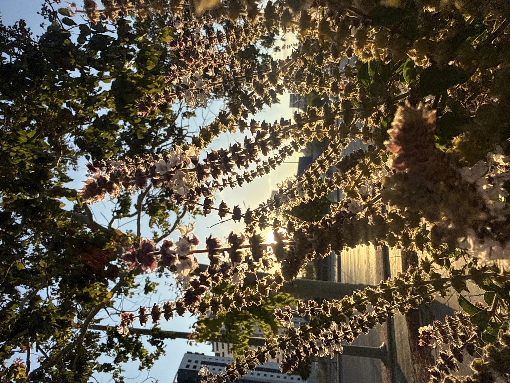 In Hod HaSharon, Israel, an outdoor scene is captured at sunset. In the foreground, flowering plants with tall spires of small, fuzzy flowers are silhouetted against the warm golden light of the setting sun. The sunlight filters through the leaves and flowers, creating a backlit effect. Behind the plants, a street is visible with a lamppost and paving stones. In the middle ground, a building with multiple stories stands, possibly an apartment building or office block, suggesting an urban or suburban environment. The sky is a clear blue, transitioning to orange and yellow hues near the horizon due to the sunset. The overall atmosphere is serene, with the natural elements of the flowers and trees contrasting with the man-made structures of the city.