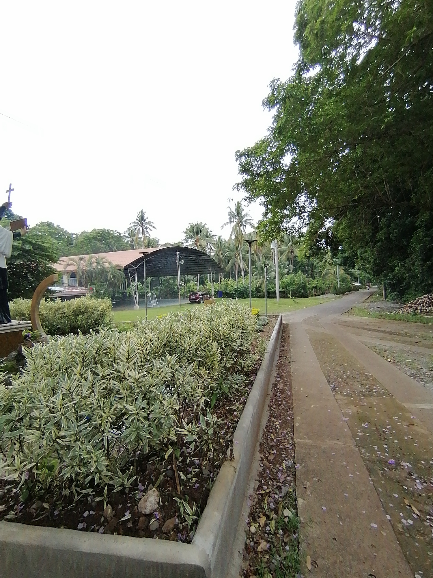 This image presents a serene outdoor scene, likely within the grounds of a school, park, or religious institution, characteristic of a tropical location like Davao City, Philippines. The viewpoint is low, looking forward along a paved path that curves gently to the right and recedes into the distance.
In the immediate foreground on the left, a raised concrete planter box is filled with a dense array of variegated shrubs, distinguished by their green and white leaves. The adjacent concrete path is scattered with small purple petals and dry leaves, suggesting fallen blooms.
To the left, beyond the shrubs, a religious statue is partially visible. It depicts a robed figure holding a book and a staff topped with a cross, implying a place of worship or spiritual significance. Behind this, a building with a reddish-brown roof is discernible, accompanied by a large, open-sided structure with a dark, possibly netted, roof, under which a reddish car is parked.
The mid-ground and background are rich with lush tropical foliage, including numerous tall palm trees, indicative of the region. A dense wall of trees lines the right side of the path, and further back, a pile of what appears to be dried coconut husks is present. Street lights are visible along the path's edge.
The sky is overcast, providing soft, diffused light and minimal shadows, suggesting a cloudy day or early morning/late afternoon. Patches of the concrete path appear damp, hinting at recent rain. No people are visible or engaged in any specific activity. The scene conveys a peaceful and verdant atmosphere. No text is visible in the image.