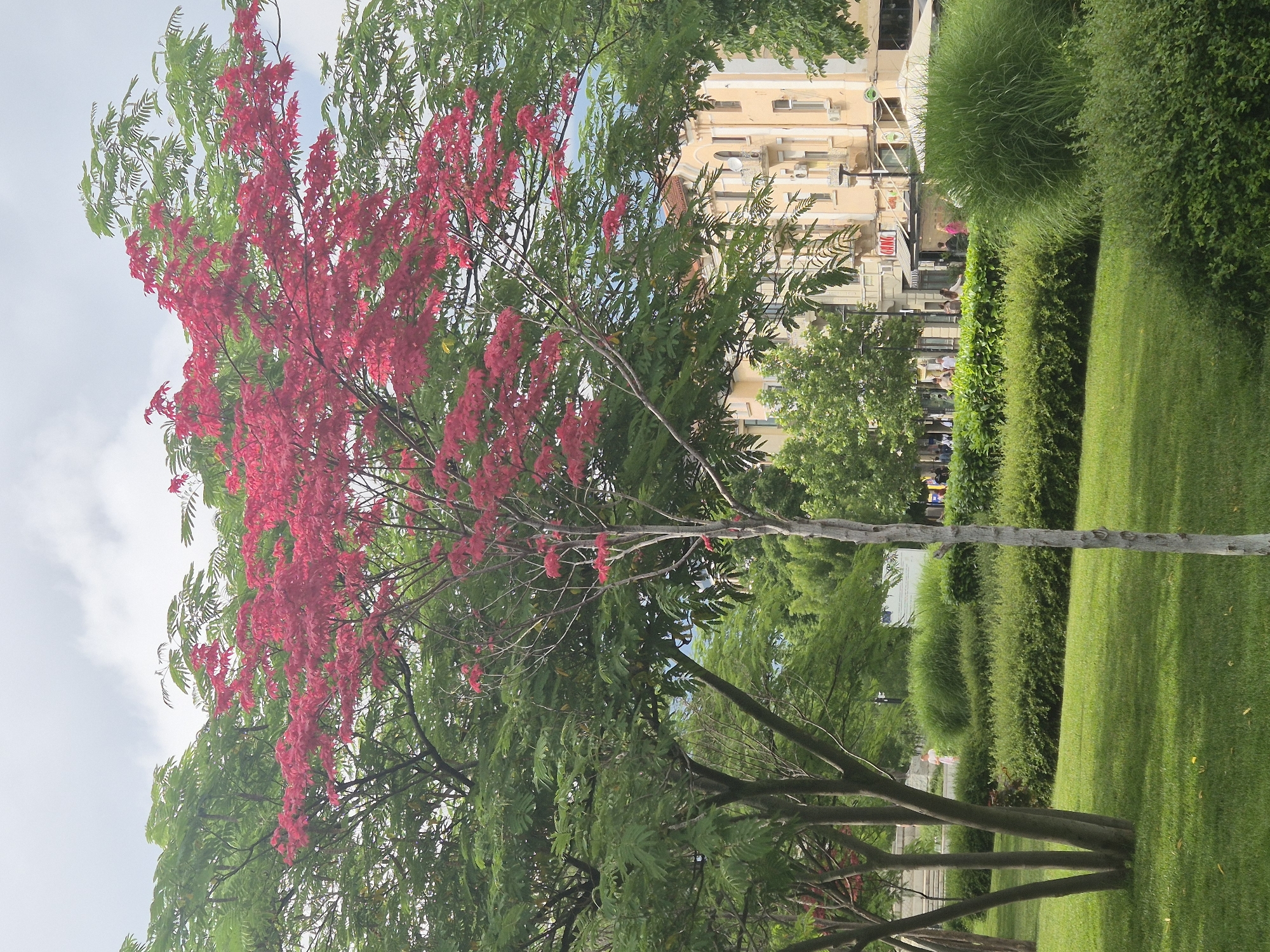 A vibrant outdoor scene, captured in portrait orientation, features a prominent tree with striking red, elongated clusters of flowers and lush green leaves dominating the left side of the frame. The tree's branches extend upwards and across the image, contrasting with the light, overcast sky above.
To the right, a well-maintained green lawn stretches across the midground, bordered by neatly trimmed hedges of varying heights and textures, including some taller, more natural grass formations. Several tree trunks, also with green foliage, are visible in the lower right portion of the image, casting soft shadows on the grass.
In the background, behind the trees and hedges, stand light-colored, multi-story buildings, likely shops or residences, featuring numerous windows, some balconies, and visible air conditioning units. Small, indistinct figures of people can be seen on a street or pedestrian area in front of these buildings, suggesting a public urban setting. One of the buildings clearly displays the text "CAFE" on its facade.
The scene appears to be set on a bright, possibly overcast day, indicated by the soft, even lighting and the light blue sky with hints of clouds. The overall impression is one of a verdant urban park or green space.