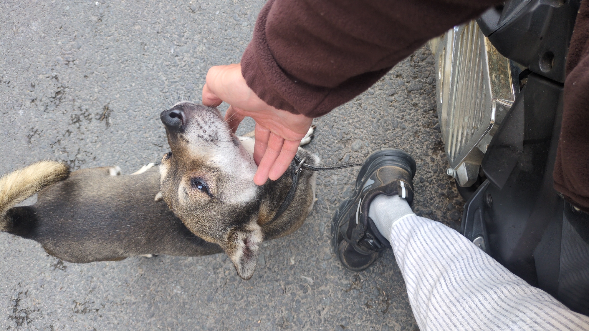 A person wearing a brown fleece jacket, striped pants, and a black shoe is petting a gray and tan dog with a black collar on an asphalt surface. The dog's head is tilted upwards towards the person's hand. Part of a vehicle with a silver and black surface is visible to the right of the person's leg. The background shows a rough asphalt surface with minor discoloration. The scene might be taking place in Da Lat, Vietnam, but there's no evidence from the picture to confirm that information.