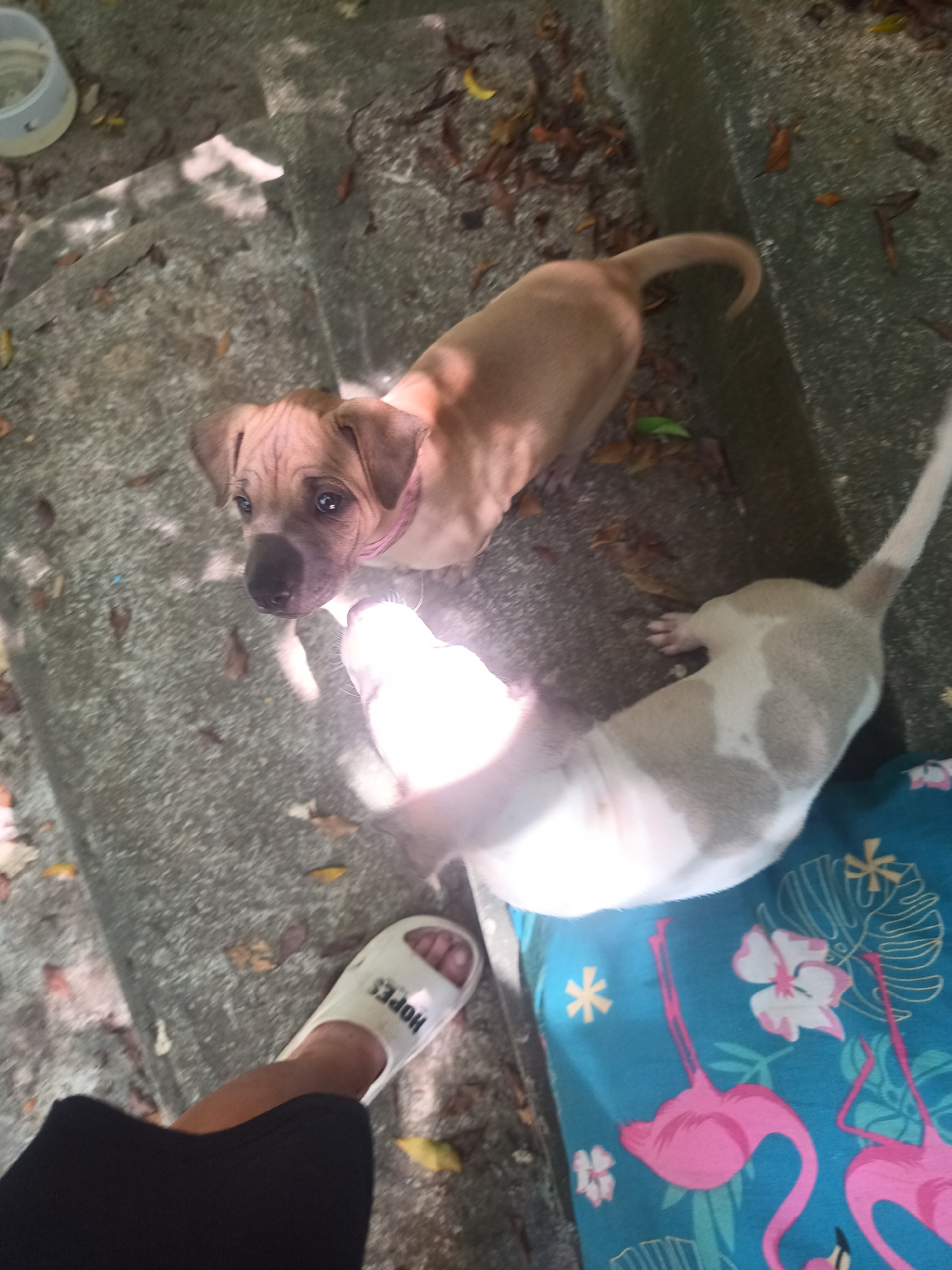 An outdoor scene in Baan Thong Nang, Thailand, features two puppies on a concrete surface scattered with dried leaves. In the upper center, a light brown puppy with a dark nose and eyes looks directly at the camera, wearing a thin pink collar. Below it, a lighter, off-white puppy with tan patches is partially obscured by a bright light source, lying down near a colorful pillow. A person's lower leg and foot, wearing a white slipper with the text "HOPES" visible on its strap, are present in the lower left. To the right, a teal-colored pillow or mat is visible, decorated with a vibrant pattern of pink flamingos, white and pink tropical flowers, and yellow star-like shapes. A white plastic water bowl is situated on the ground in the upper left. The bright lighting suggests it is daytime, casting some shadows and creating a casual, sunny atmosphere where the puppies appear curious and engaged.