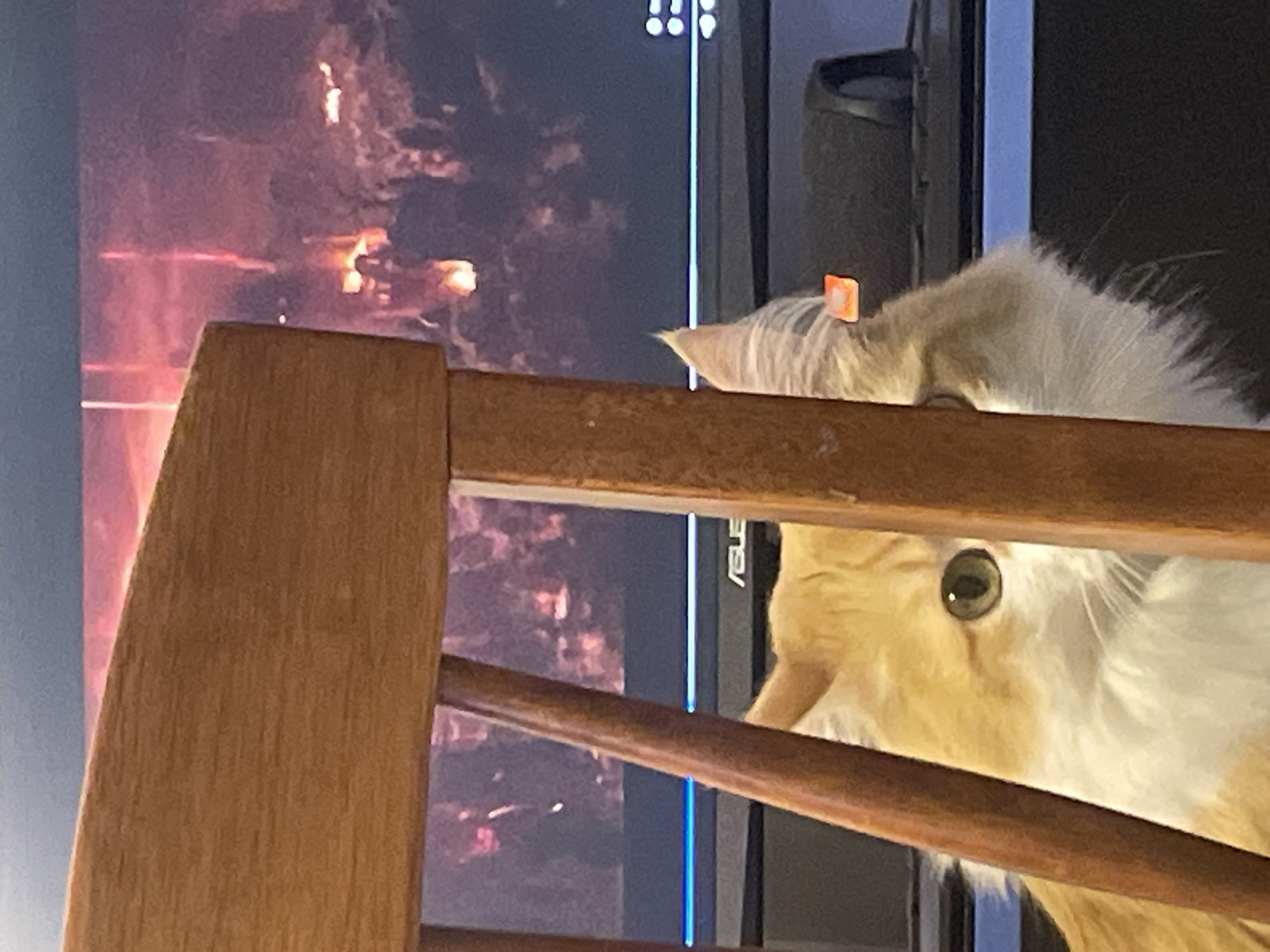 A light orange and white cat is depicted in a close-up, slightly upward-angled shot, peering intently over and through dark brown wooden furniture, possibly a chair back or railing. The cat's head dominates the right side of the frame, with its bright green eyes focused directly forward, suggesting it is looking at something beyond the foreground. Its fluffy fur, particularly around the ears and chin, is prominent. A small, orange, rectangular tag or clip is visible on the cat's right ear.
In the background, a screen (likely a television or computer monitor) displays dynamic imagery characterized by vivid reddish-orange and dark purple hues, reminiscent of fire, explosions, or a dramatic battle scene. Faint shapes that could be figures or structures are discernible within the screen's glowing content. To the right of the screen, a dark, bulky object, possibly a speaker or part of another electronic device, is partially visible. The brand name "ASUS" is faintly discernible on the bezel of the monitor in the background.
The setting appears to be indoors, likely a home environment. The lighting suggests a dimly lit room, with the screen serving as a significant light source, casting a warm glow. The cat's posture and direct gaze convey a sense of curiosity and engagement with the content displayed on the screen. No specific time of day or weather conditions are indicated.