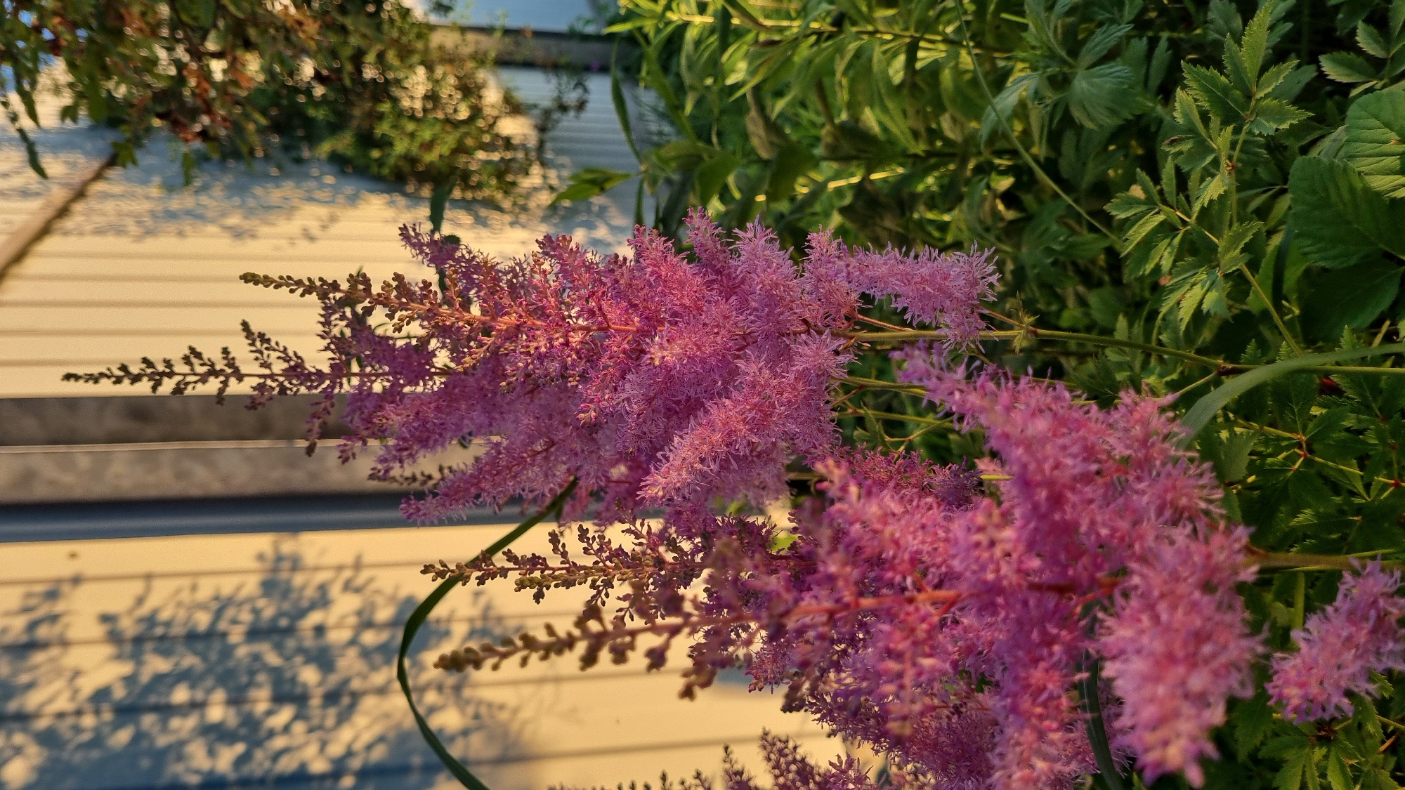 The image shows a close-up view of pink astilbe flowers with green foliage in the foreground. In the background, a light-colored building with vertical paneling is visible, and shadows of foliage are cast upon it. The scene is illuminated by warm, golden light, suggesting it was taken during sunrise or sunset. The location is identified as Vysokoe, Russia. There are no people or actions depicted in the image.