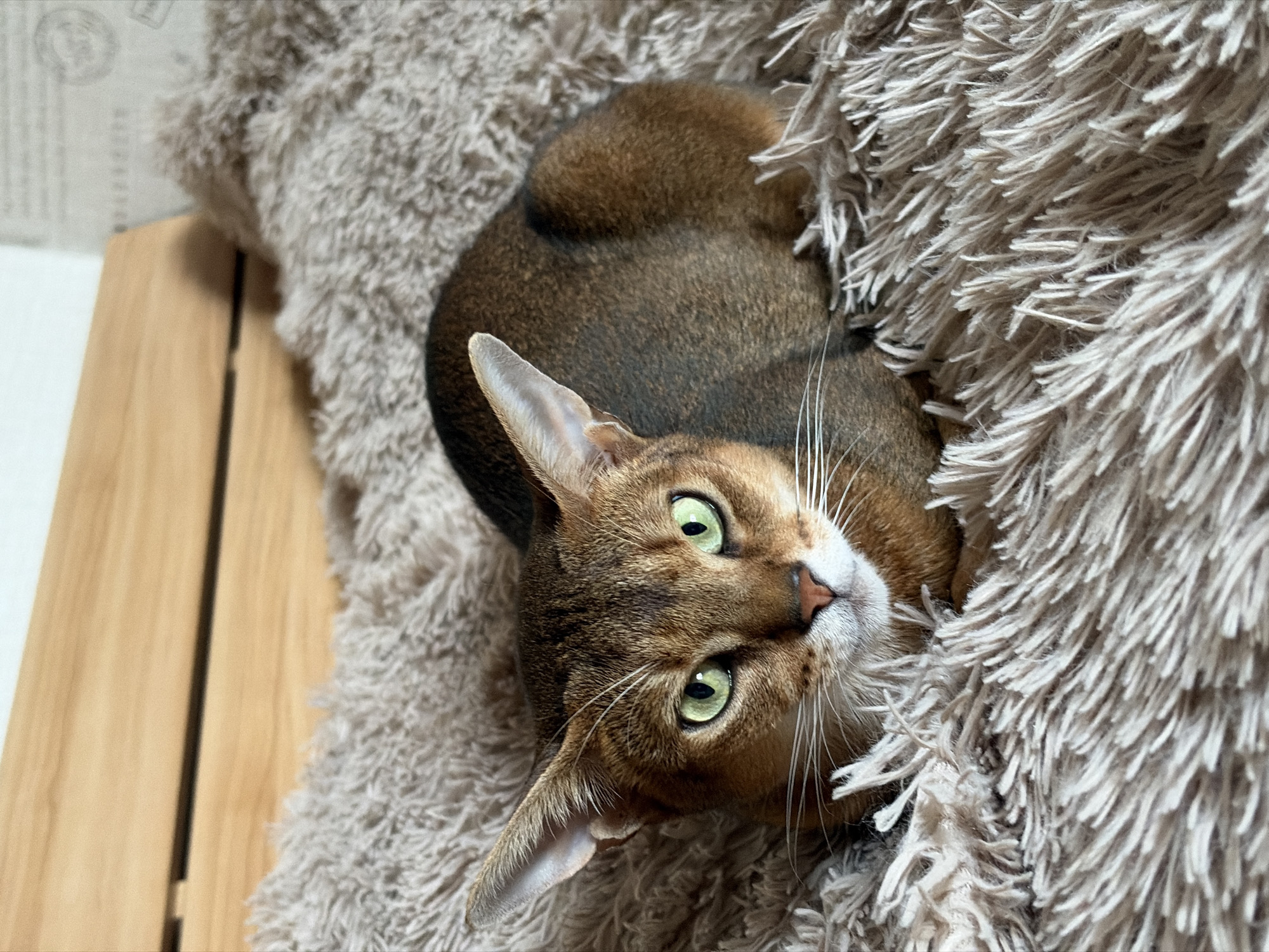 A high-angle, close-up shot shows a brown cat with striking green eyes nestled into a fluffy, beige blanket. The cat's head is tilted upwards, looking directly at the camera. Its fur has a tabby pattern with darker stripes on its face and body, and its ears are pointed upwards. The texture of the blanket is a prominent feature, with long, shaggy fibers creating a soft and cozy environment. To the left of the cat, a portion of a wooden surface is visible, adding a natural element to the scene. The lighting appears to be indoor, possibly from natural light filtering in, as there are no harsh shadows. The overall mood is peaceful and intimate, capturing a moment of repose for the feline. The location context is Chaikovsky, Russia, though no specific landmarks or cues confirm this within the image itself. There is no visible text in the image.