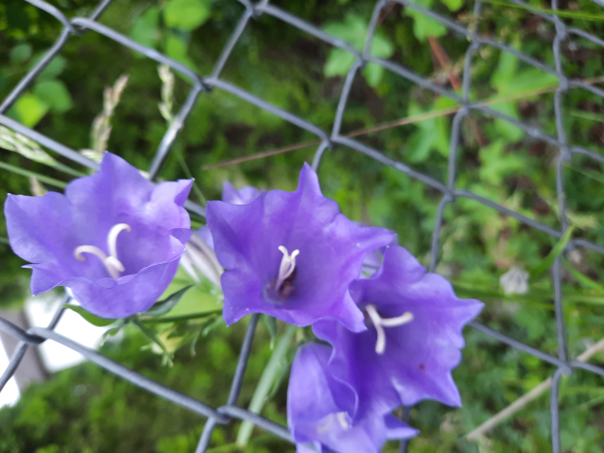 A cluster of three purple bell-shaped flowers, likely Campanula, are in focus in the foreground. They are positioned in front of a chain-link fence. The flowers are vibrant and detailed, with visible stamens and pistils. The background is blurred green foliage, suggesting an outdoor setting. The image appears to be a close-up nature shot. No specific location in Rosenheim, Germany, can be identified from the visual information alone.