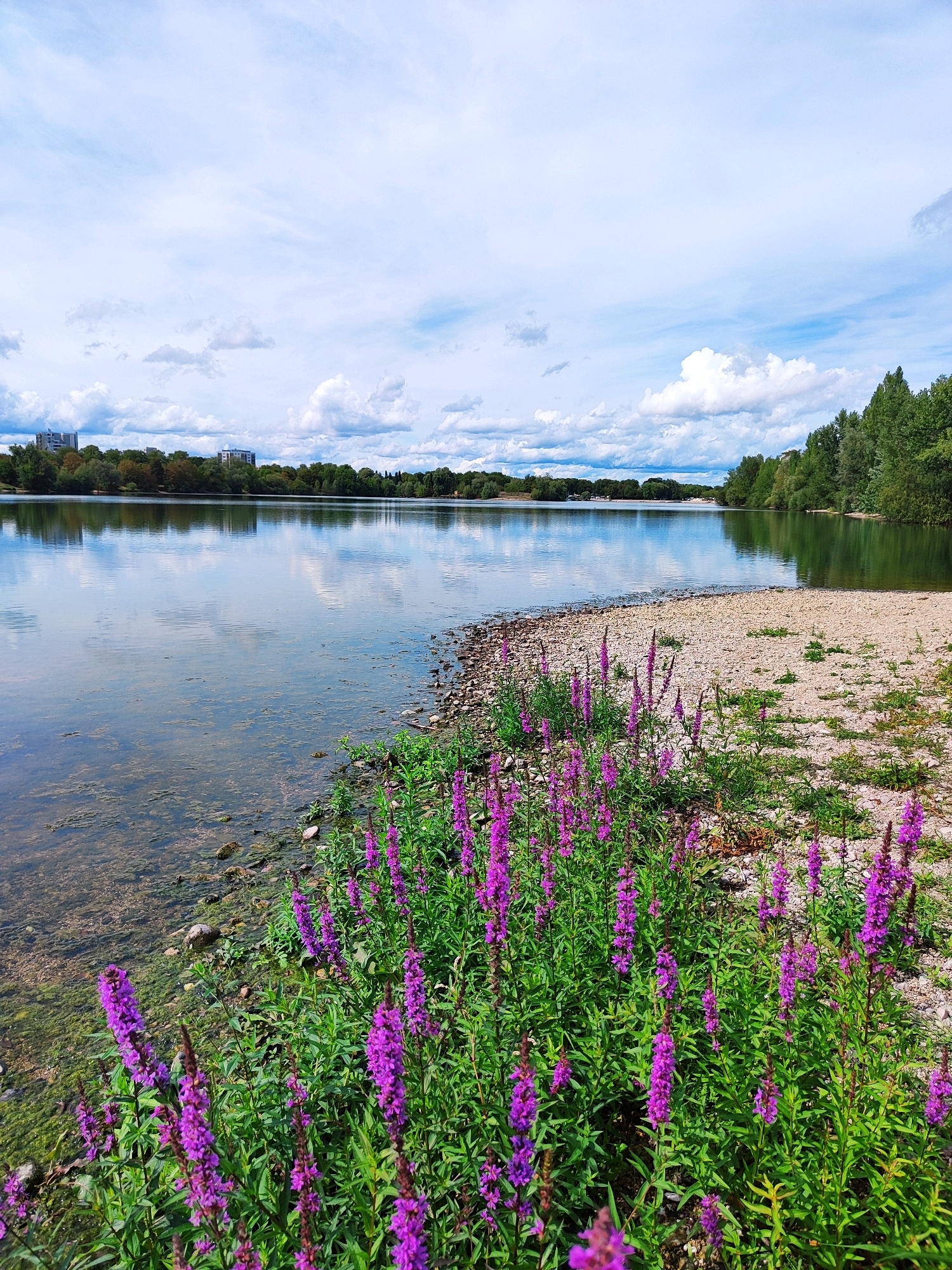 The image depicts a serene waterscape at the Baggersee in Offenburg, Germany, on a partly cloudy day. The foreground is dominated by vibrant purple wildflowers, their slender stalks reaching upwards amidst lush green foliage. These flowers line the pebbly shore, creating a colorful contrast with the muted tones of the surrounding environment. The water of the Baggersee is calm, reflecting the sky and the distant tree line with remarkable clarity. The far bank is densely wooded, punctuated by a few scattered buildings and what appear to be residential structures or office blocks peeking through the trees. The sky is a dynamic canvas of white, puffy clouds interspersed with patches of blue. The overall impression is one of natural tranquility, with a subtle hint of urban presence on the horizon.