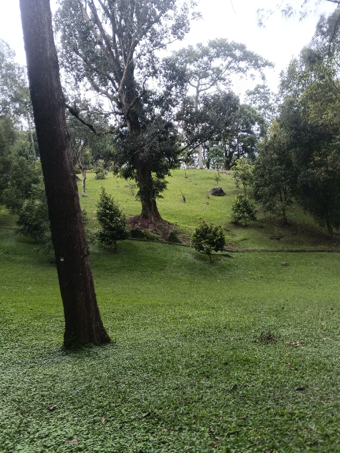 This image captures a verdant, hilly parkland scene, identified as being located in the city of Tah, Vietnam. The foreground features a dense expanse of short, green ground cover, possibly clover or a similar creeping plant, transitioning to a manicured lawn of slightly taller grass further into the midground. A prominent, dark brown tree trunk occupies the left side of the frame, extending vertically from the bottom edge and partially obscuring the view behind it.
The midground consists of a gently sloping green hill populated by various trees and shrubs. A large, mature tree with a thick trunk and visible roots anchors the left side of this slope. Scattered across the rise are several smaller, conical evergreens and broader leafy shrubs. A solitary dark gray rock is positioned on the upper-right slope of the hill. In the upper-midground, a towering deciduous tree with an extensive crown and visible branches stands prominently against the sky.
The background continues the wooded landscape with a treeline composed of diverse deciduous and evergreen trees, extending towards the horizon under an overcast sky. No individuals, animals, or man-made structures are present in the visible area. The scene exhibits a calm, natural environment with well-maintained vegetation.
