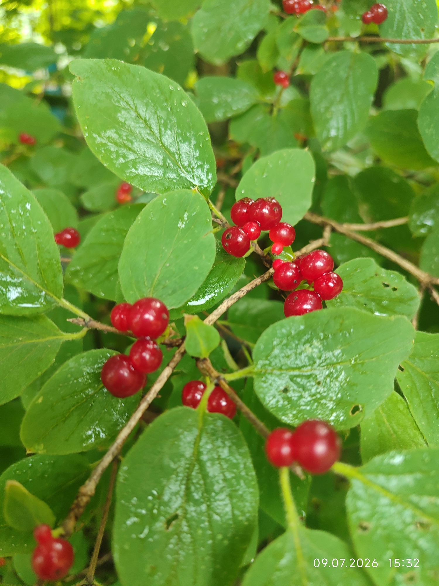 This image, timestamped 09.07.2026 15:32, depicts a close-up view of a plant with vibrant green leaves and clusters of small, red berries. The leaves appear wet, with visible water droplets, suggesting recent rain or dew. The berries are round and have a glossy surface. The plant is growing in a natural outdoor environment, with soft, blurred green foliage in the background, indicating a park or garden setting. The overall scene is focused on the detail of the plant and its fruits. There are no people or animals visible in the image. The location is identified as Aksakovo, Russia.