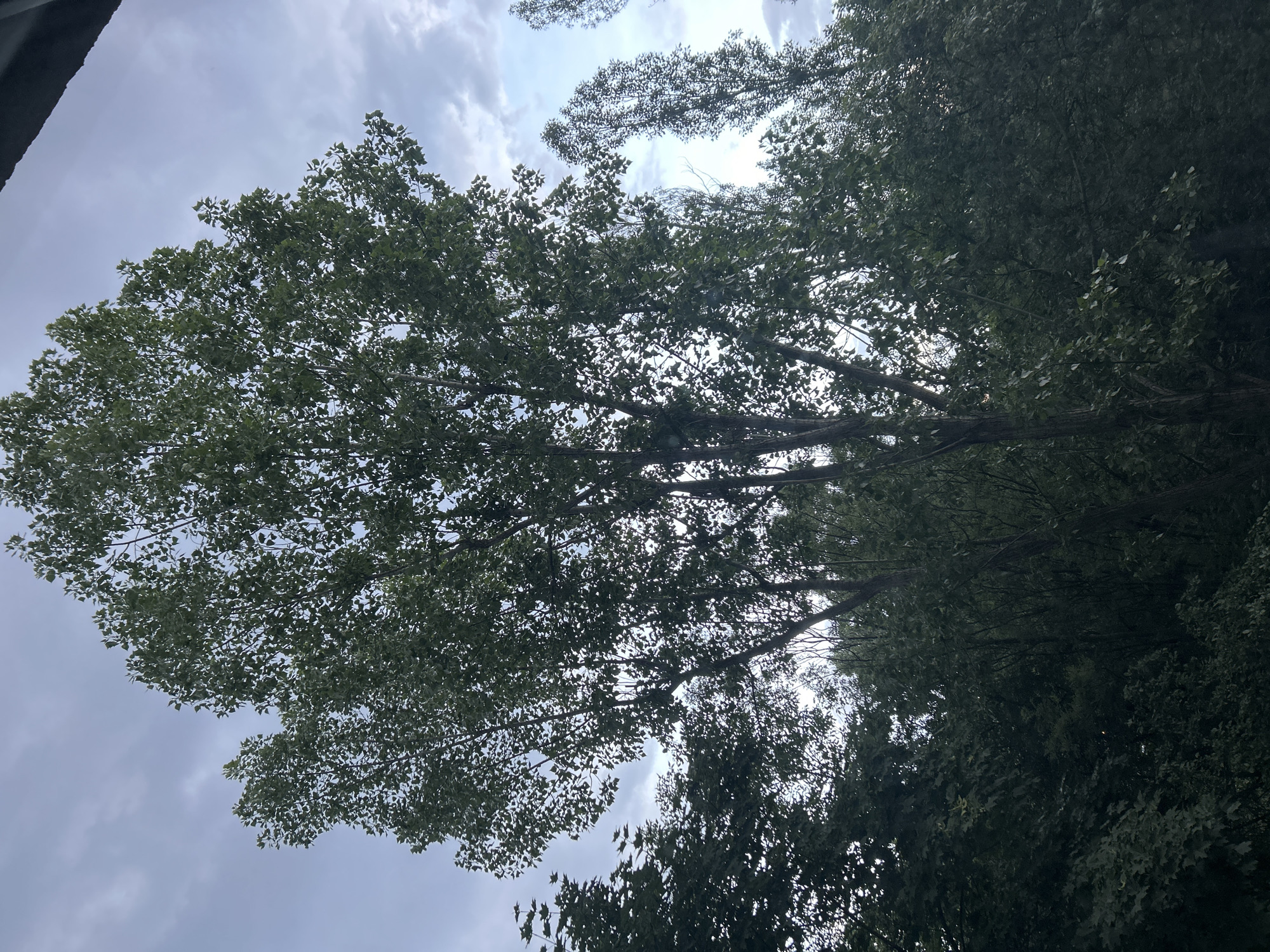 The image presents an upward view through a dense tree canopy against a cloudy sky, likely taken in Sofia, Bulgaria. The primary subjects are the lush green leaves and intricate branches of multiple trees, which fill most of the frame. The foliage is thick, with individual leaves discernible, particularly where light filters through.
The sky above the tree line is partially overcast, featuring soft, white, and gray clouds. Sections of brighter, lighter sky are visible through the gaps in the canopy, indicating daytime conditions with diffused light. A dark, angular structure, possibly part of a building, roof, or railing, is partially visible in the top-left portion of the original image, contrasting with the organic forms of the trees.
No specific activities or events are taking place, and no people or distinct objects are visible within the natural elements. The overall impression is one of serene nature viewed from below, with the focus solely on the interplay of trees and sky. There is no visible text in the image.