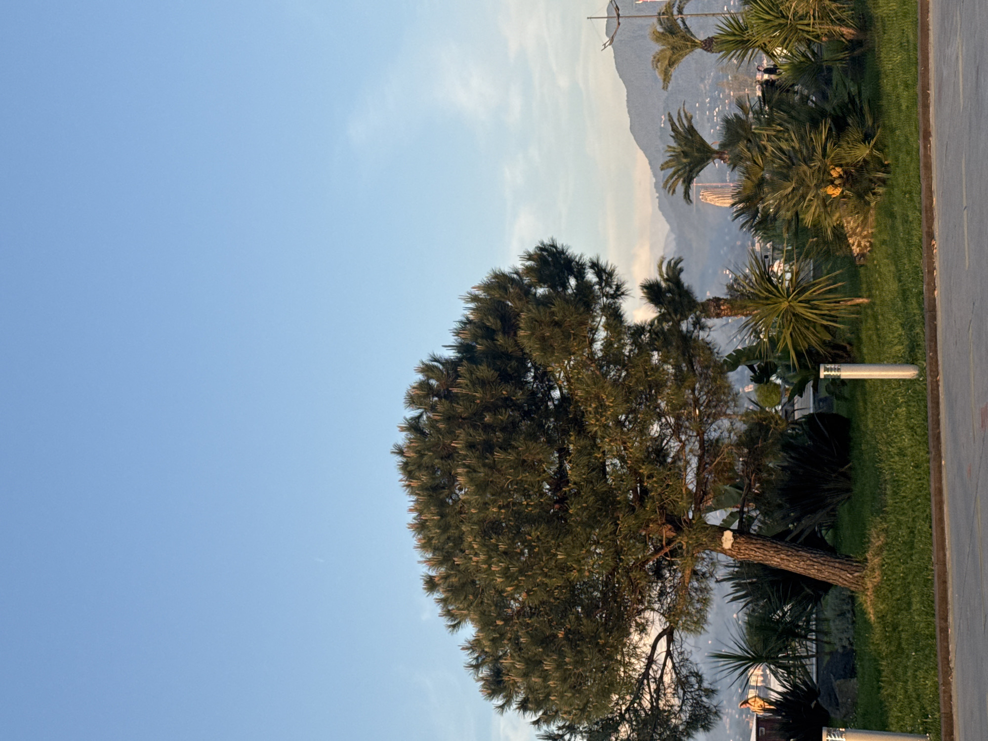 The image shows a partially obscured view of the city of Unknown, Unknown. In the foreground is a large, green tree, its branches extending towards the predominantly blue sky. Adjacent to the tree is a strip of grass with several palm trees and other shrubbery. White, cylindrical bollards are placed along the grass, bordering a gray pavement. In the background, partially obscured by the trees, are mountains, and above them, a power line. A tall building can be seen among the trees.